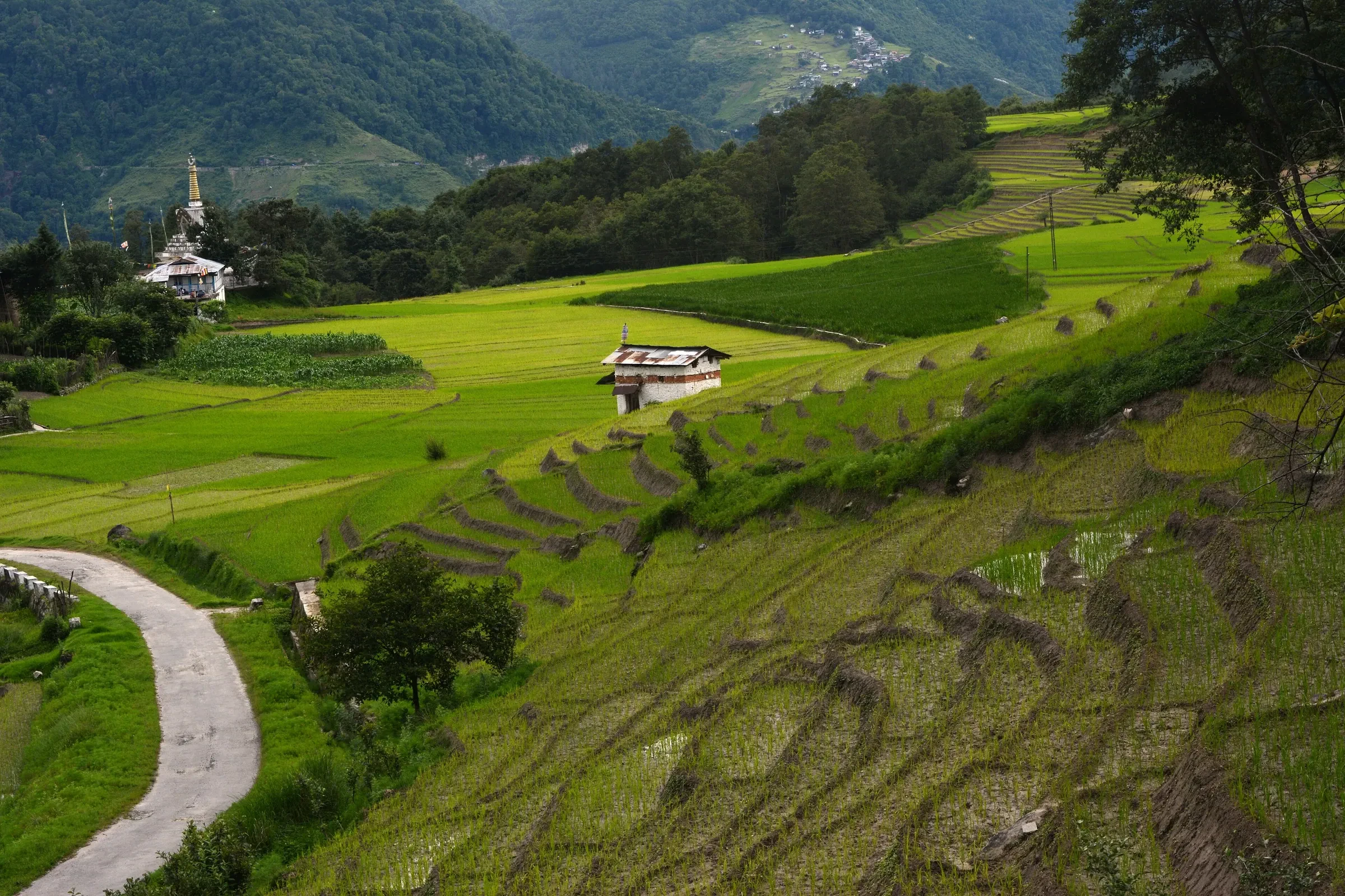 Terraced paddy fields with a village house and a winding path in Ziro Valley