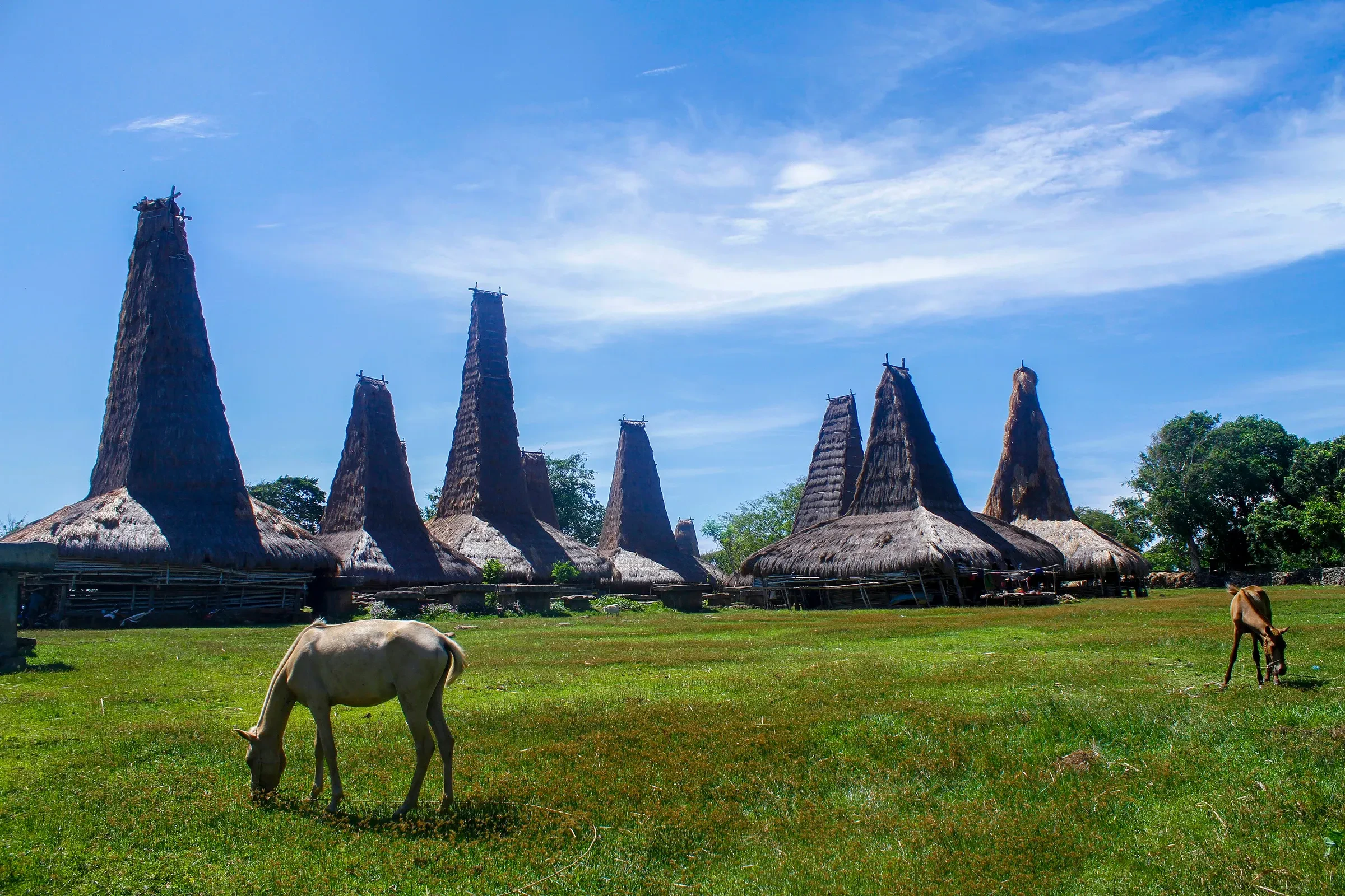 Tall thatched roofs of the traditional village of Ratenggaro in southwest Sumba, with a horse grazing in the foreground