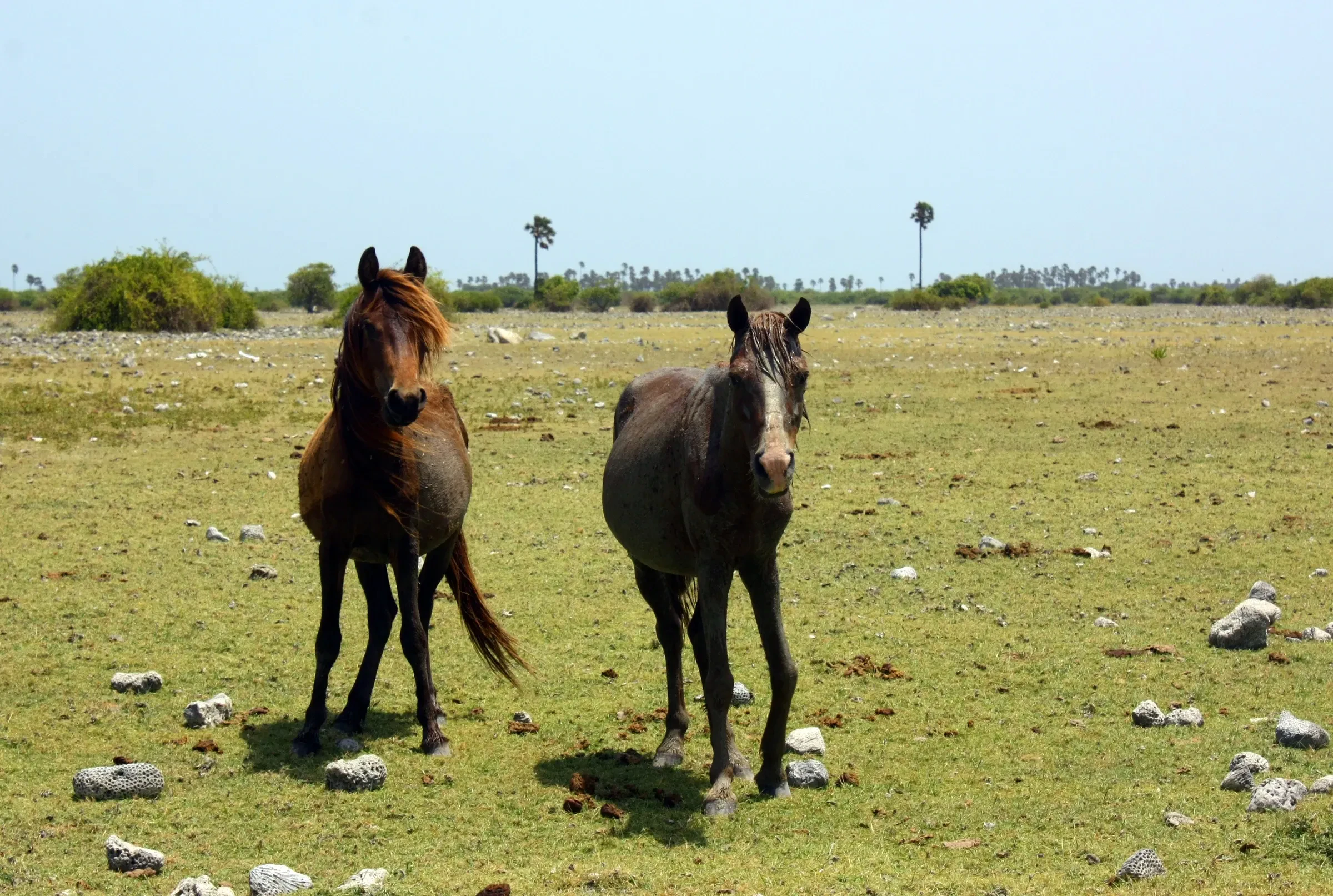 Two wild horses standing on the open grass of Delft Island