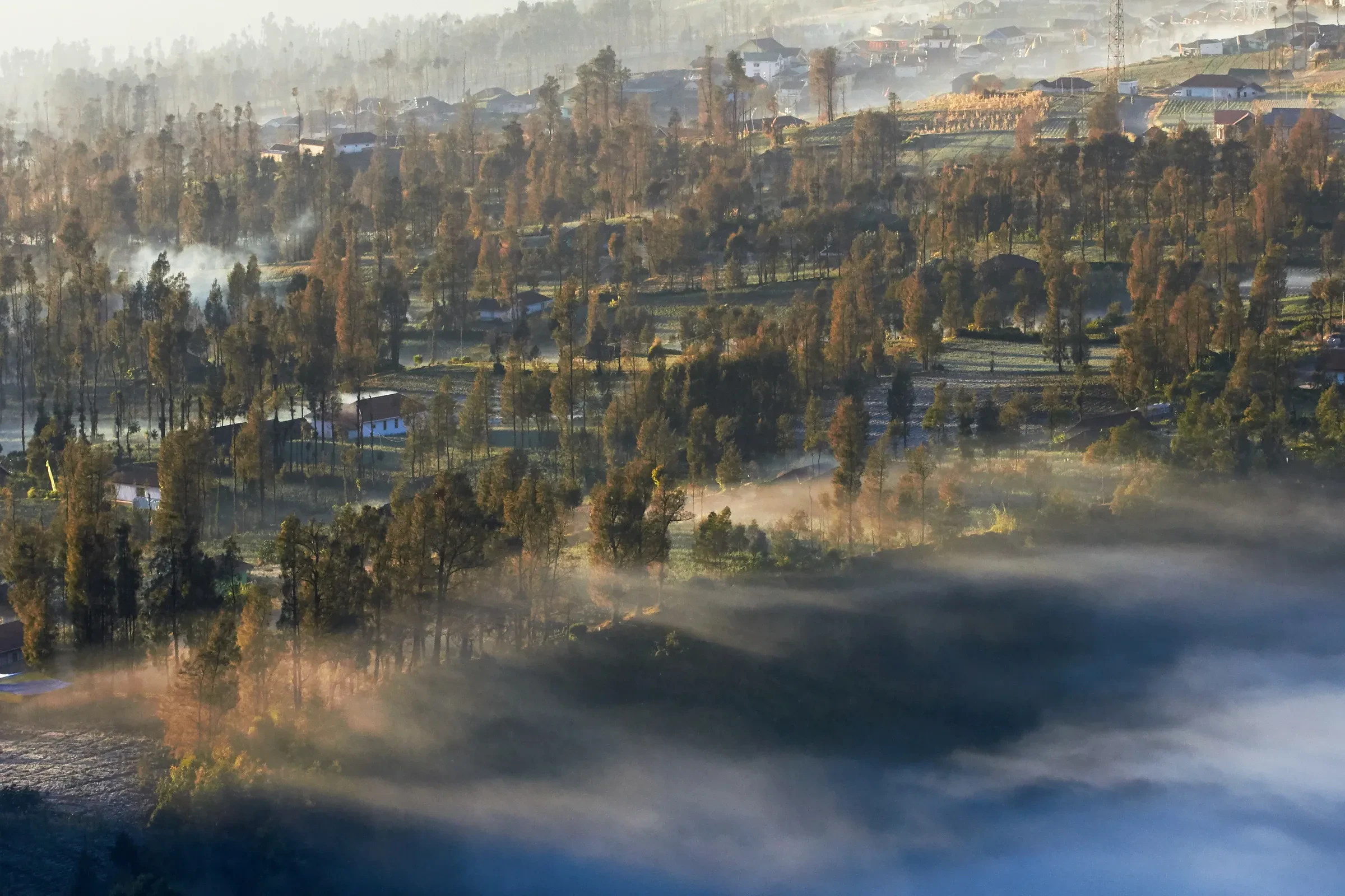 Mist and pine trees around the village of Cemoro Lawang on the Bromo caldera rim