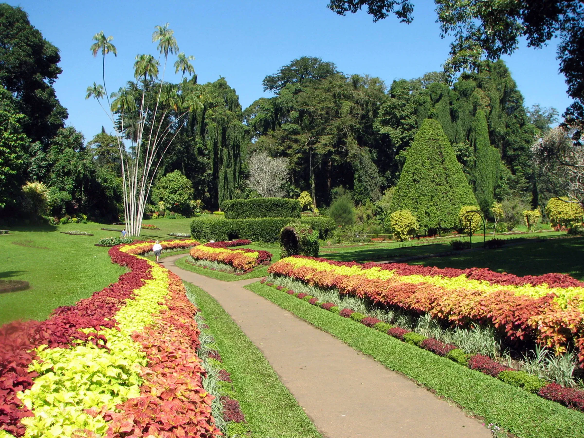 A path between flower beds and tall trees in the Royal Botanic Gardens at Peradeniya