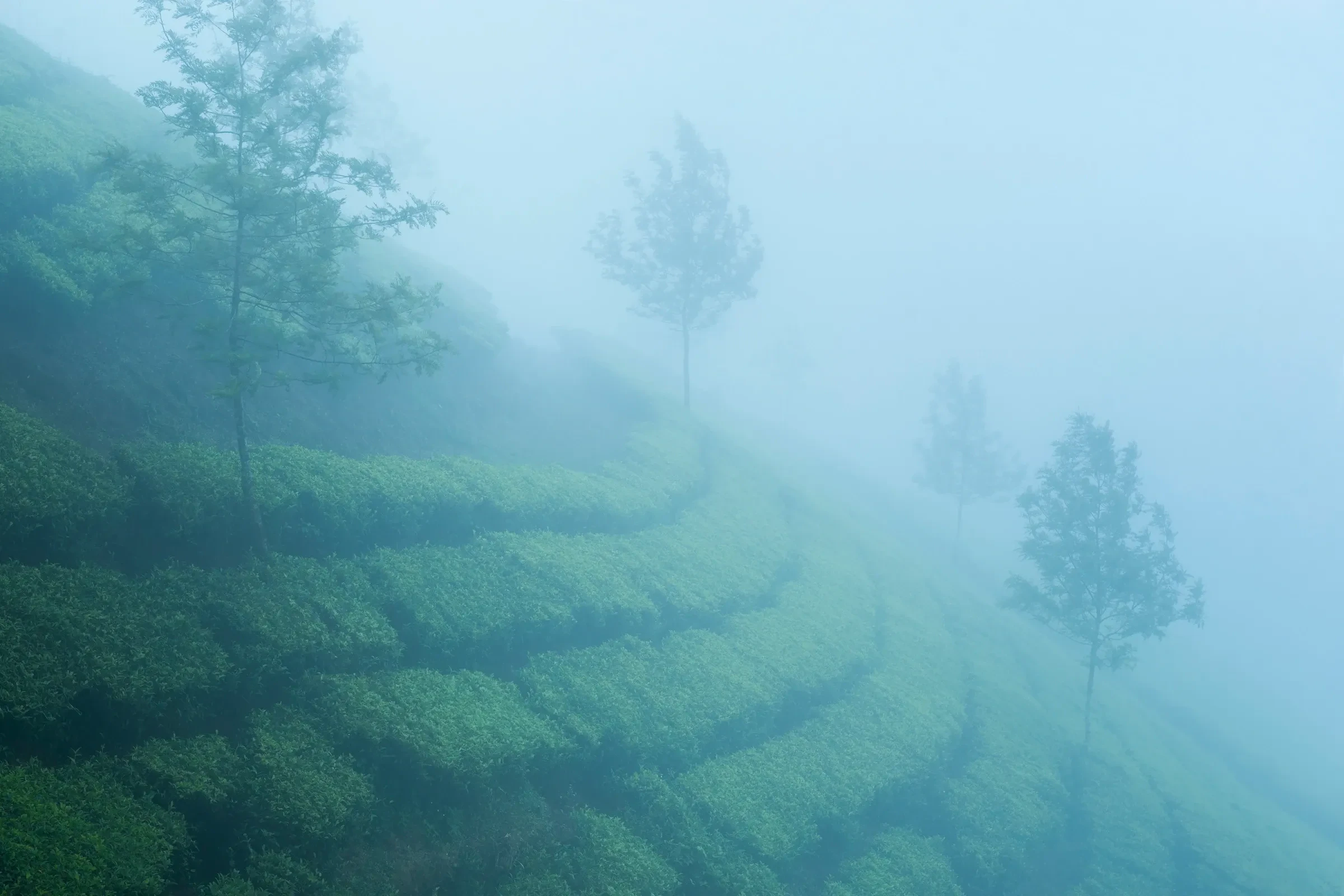 Mist over tea plantations in the hills around Munnar, Kerala