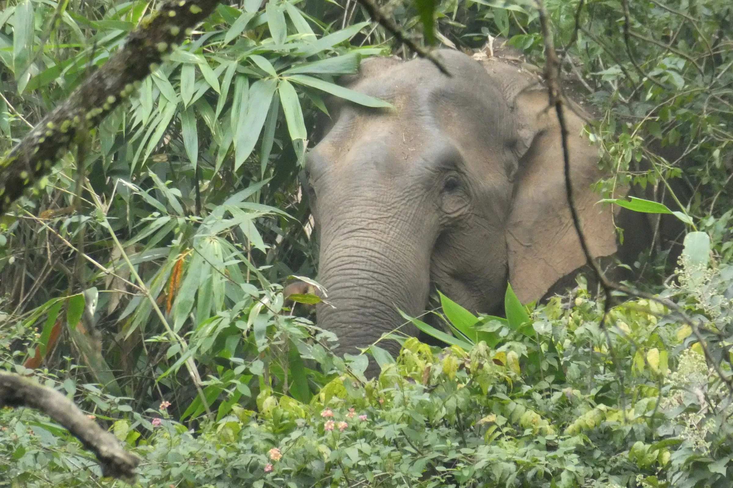A wild elephant among bamboo and forest in Periyar, near Thekkady