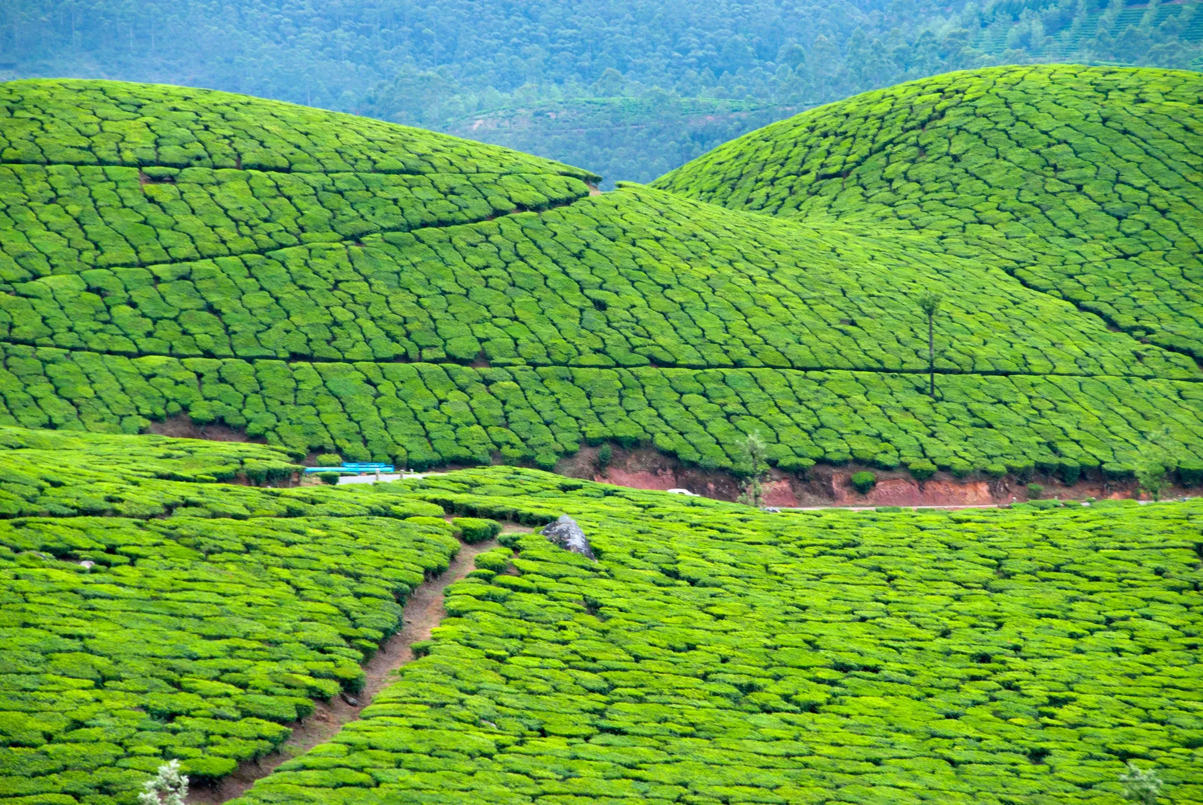 Rows of tea bushes on rolling hills at Munnar, Kerala