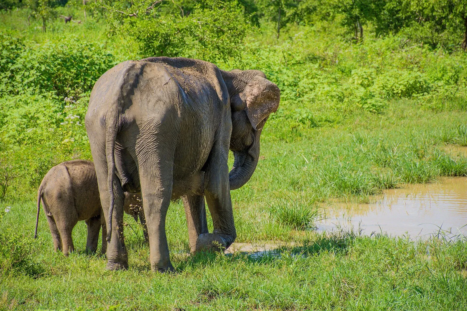 An Asian elephant with a calf in Udawalawe National Park, Sri Lanka