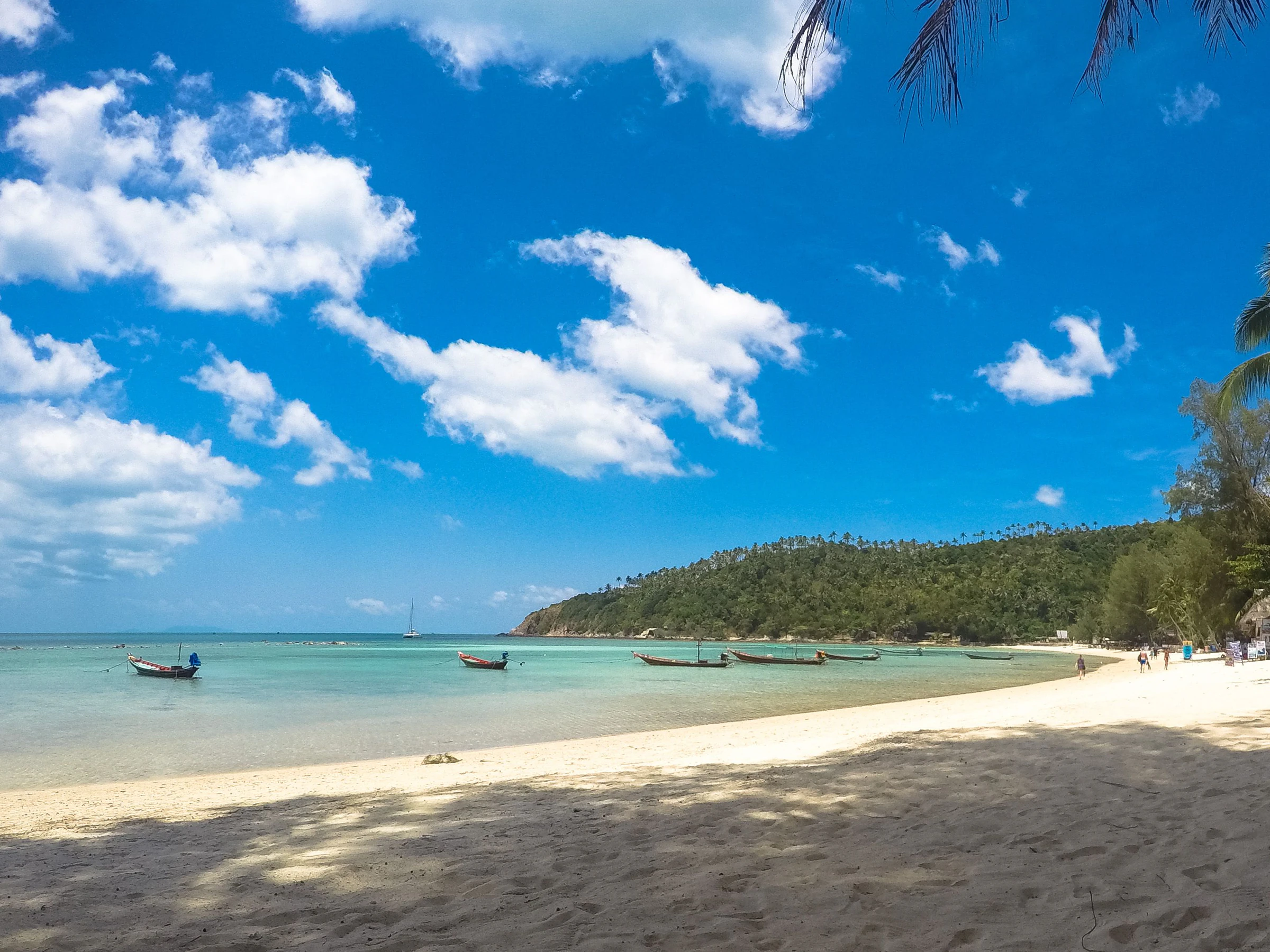 Longtail boats moored off a quiet, palm-lined beach on Koh Phangan, with green hills behind