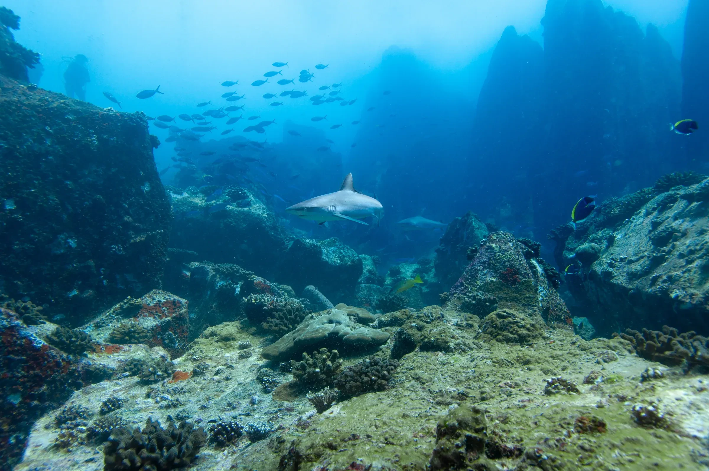 A reef shark swimming over rocky coral with a school of fish behind