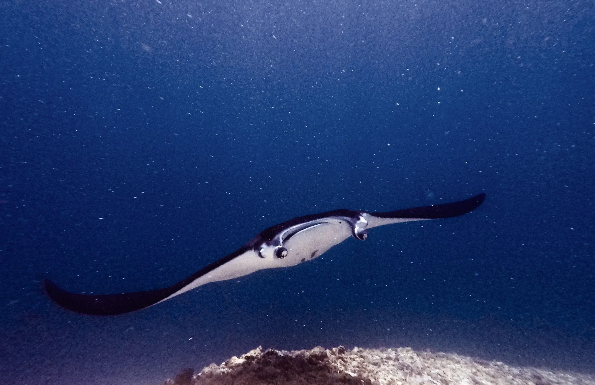 A manta ray swimming into the current at Manta Point in Komodo National Park