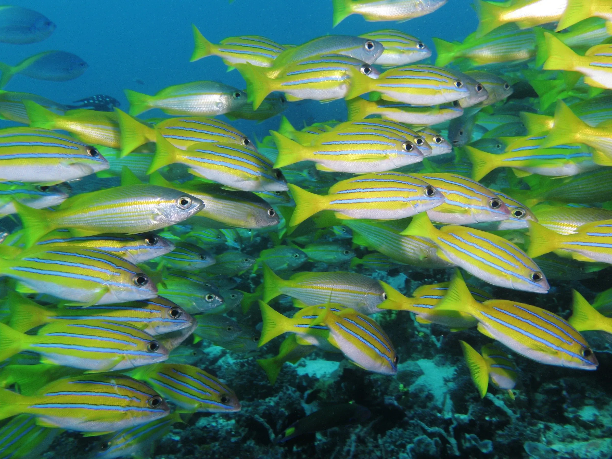 A school of blue-striped snappers over coral at Manta Alley in Komodo