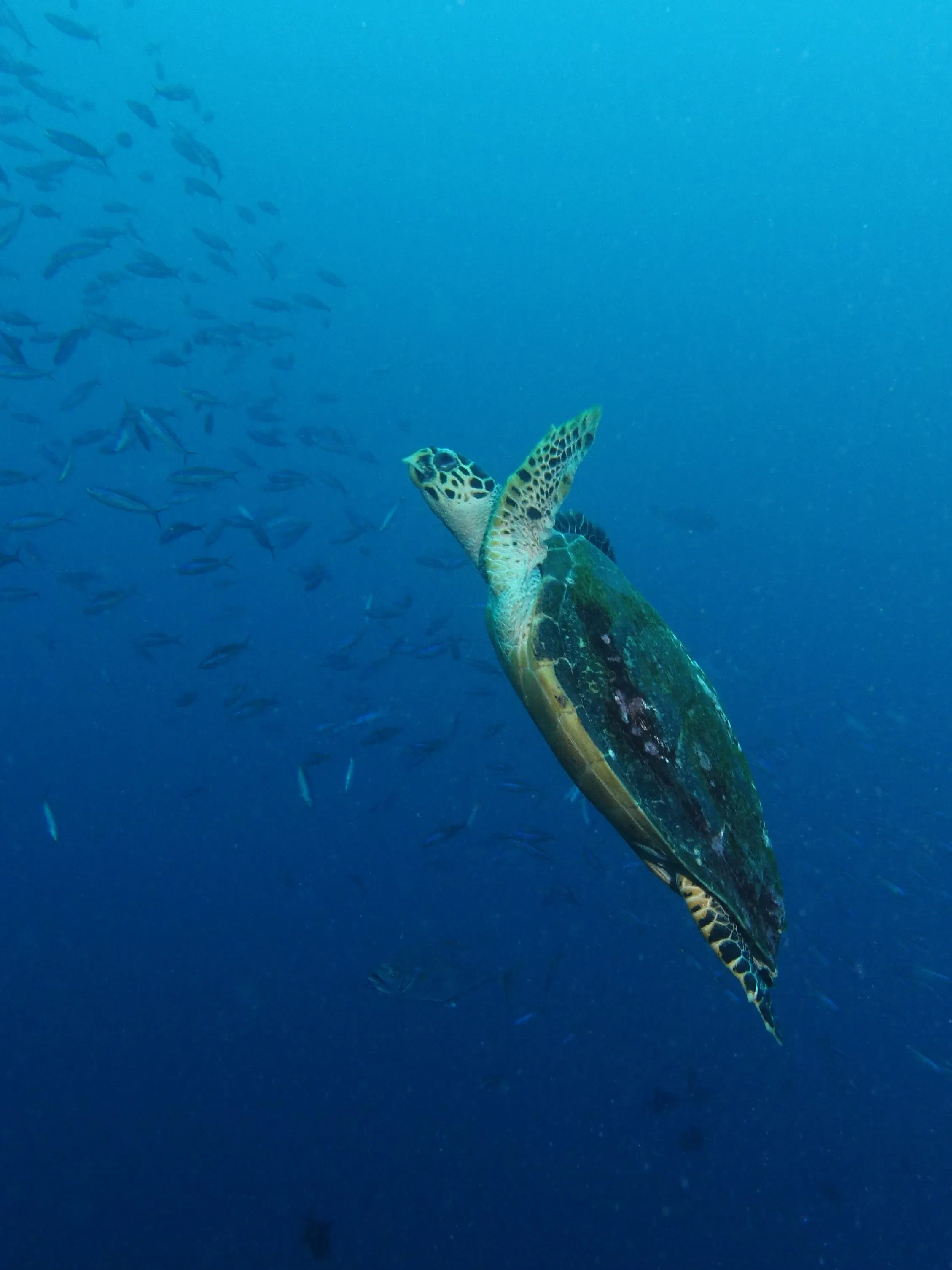 A sea turtle swimming above the reef at Batu Bolong in Komodo