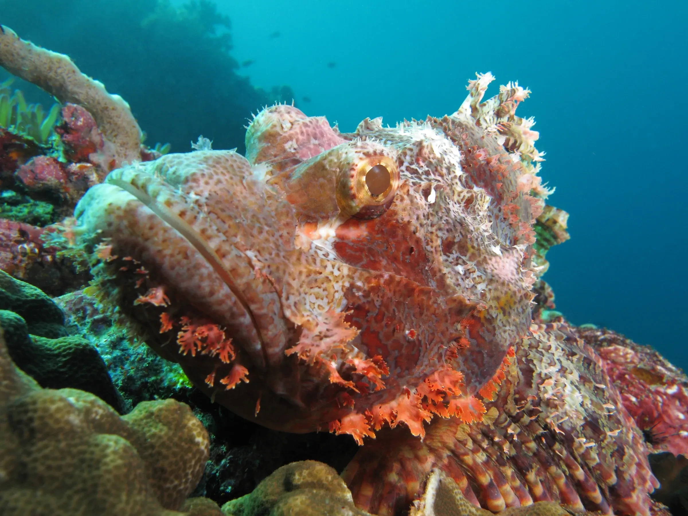 A tasselled scorpionfish resting on coral at Manta Alley in Komodo
