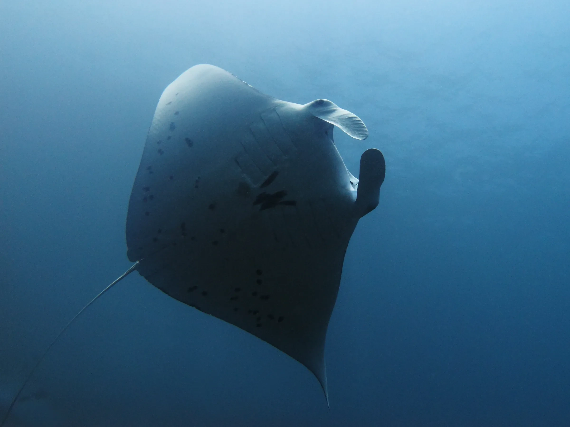 A reef manta ray swimming through blue water at Manta Alley in Komodo National Park