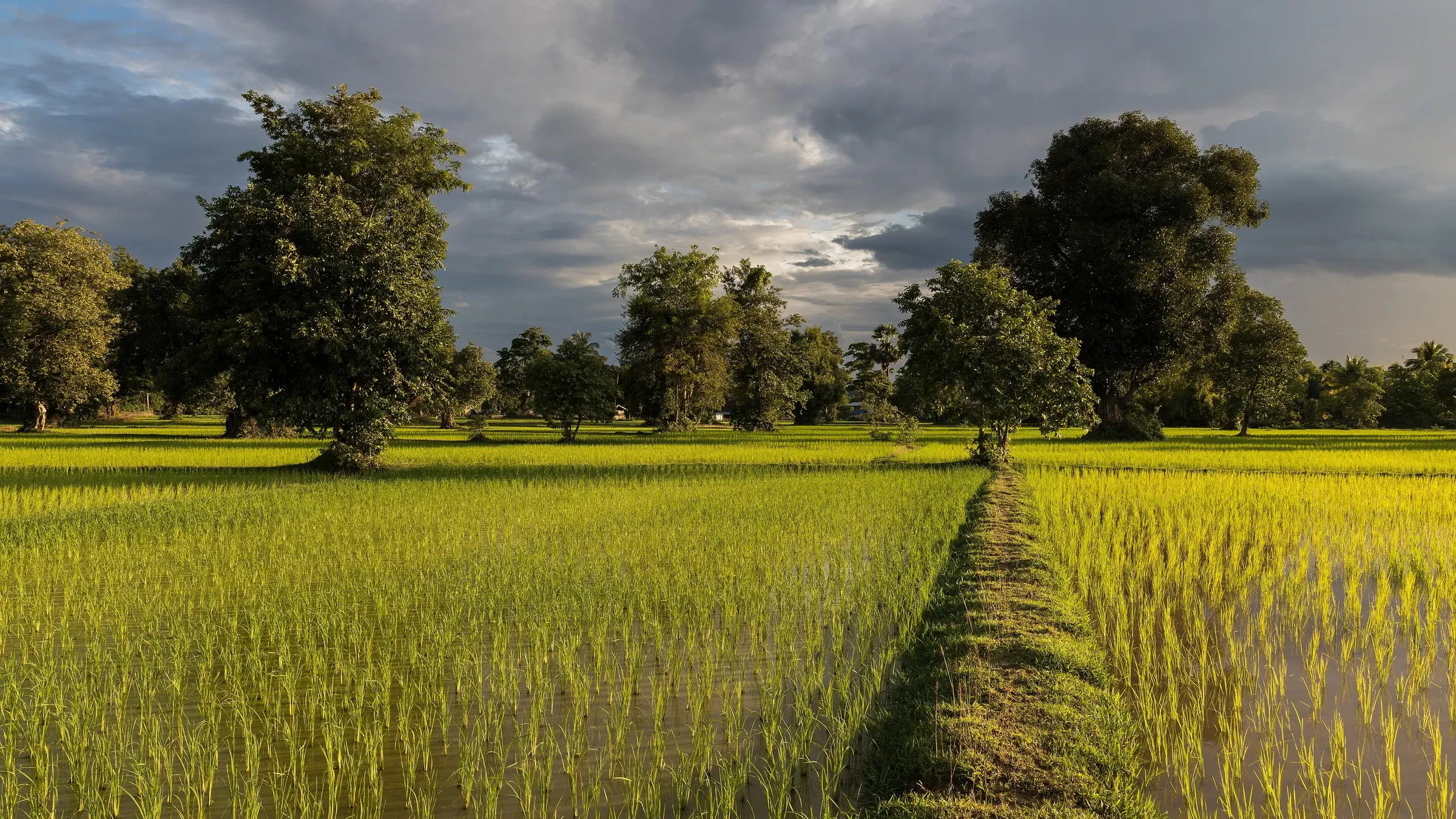 A grass-edged path between bright green paddy fields on Don Det