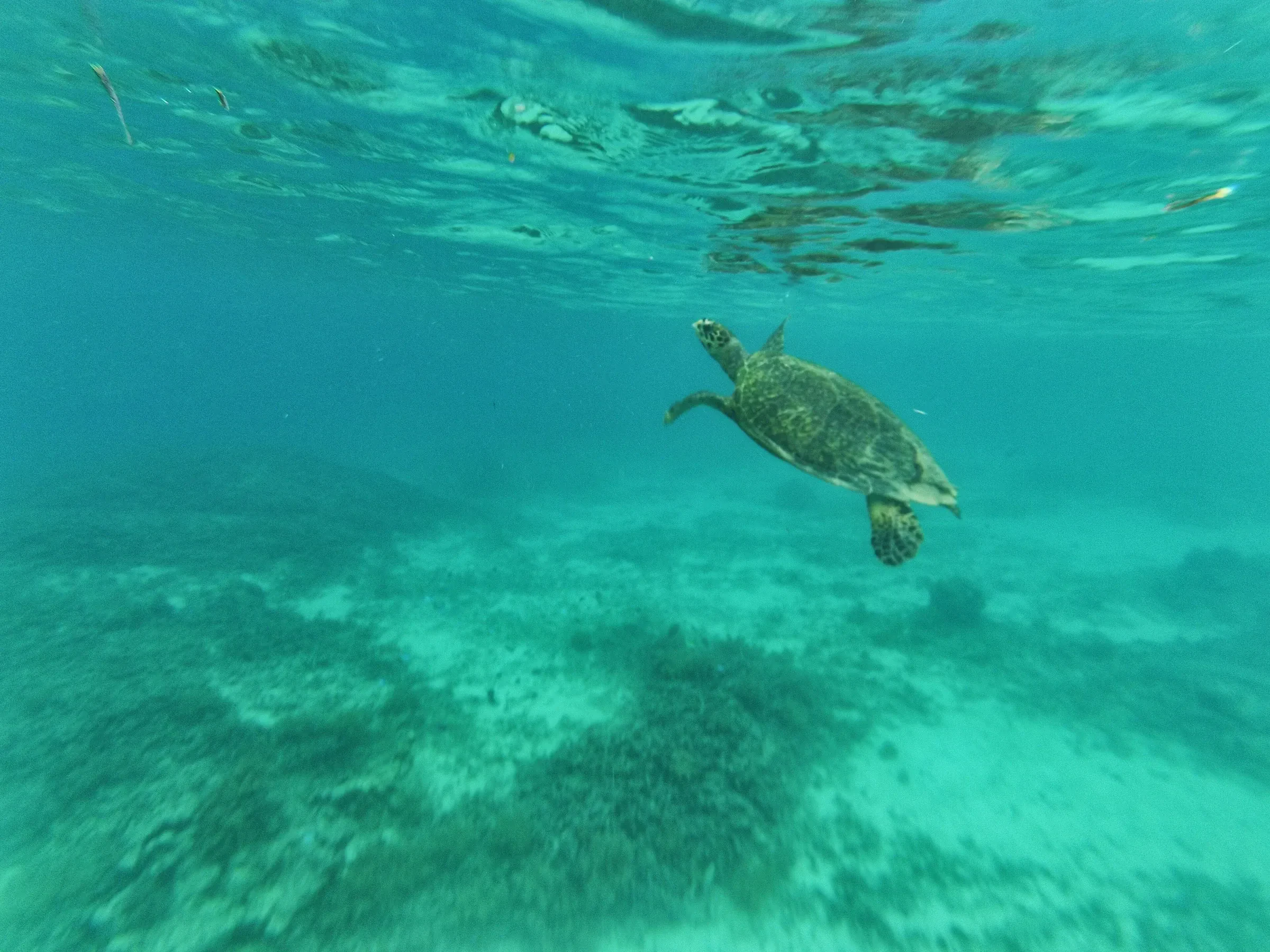 A green turtle swimming in clear turquoise water at Gili Trawangan
