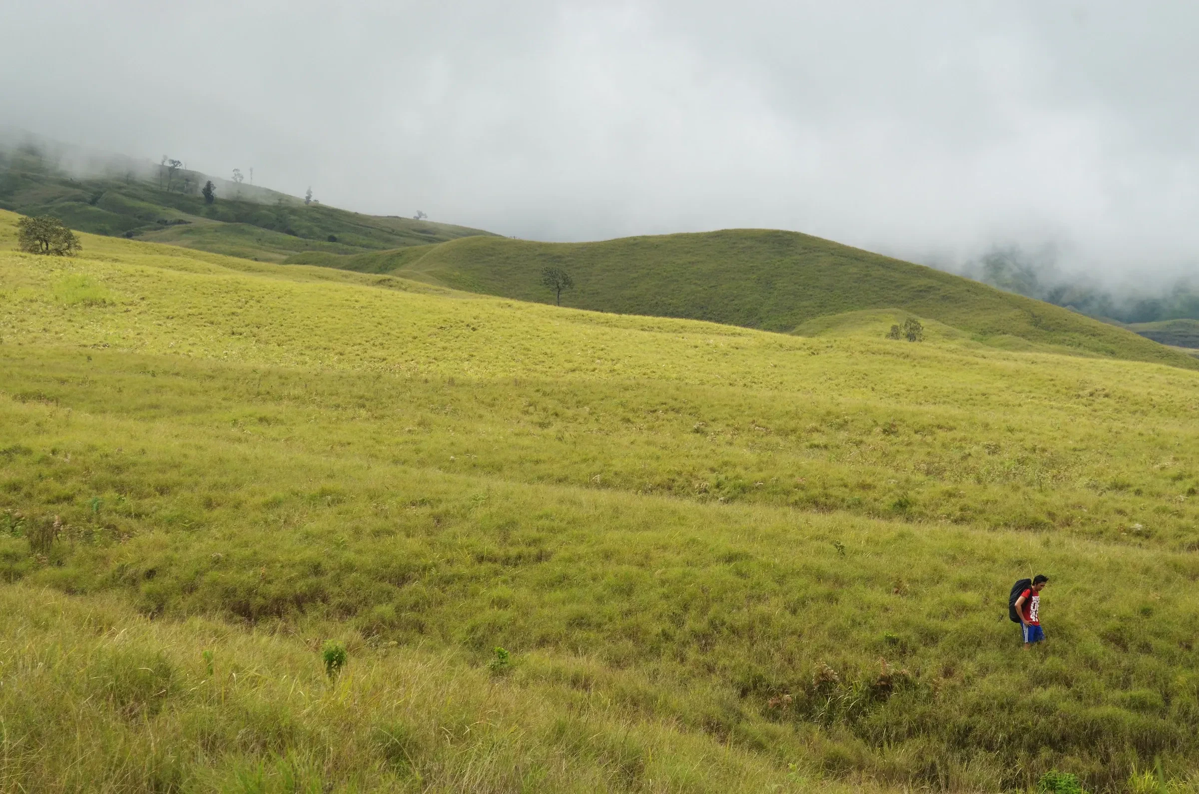 Golden savanna grass on the Sembalun trail near Post 1 of Mount Rinjani