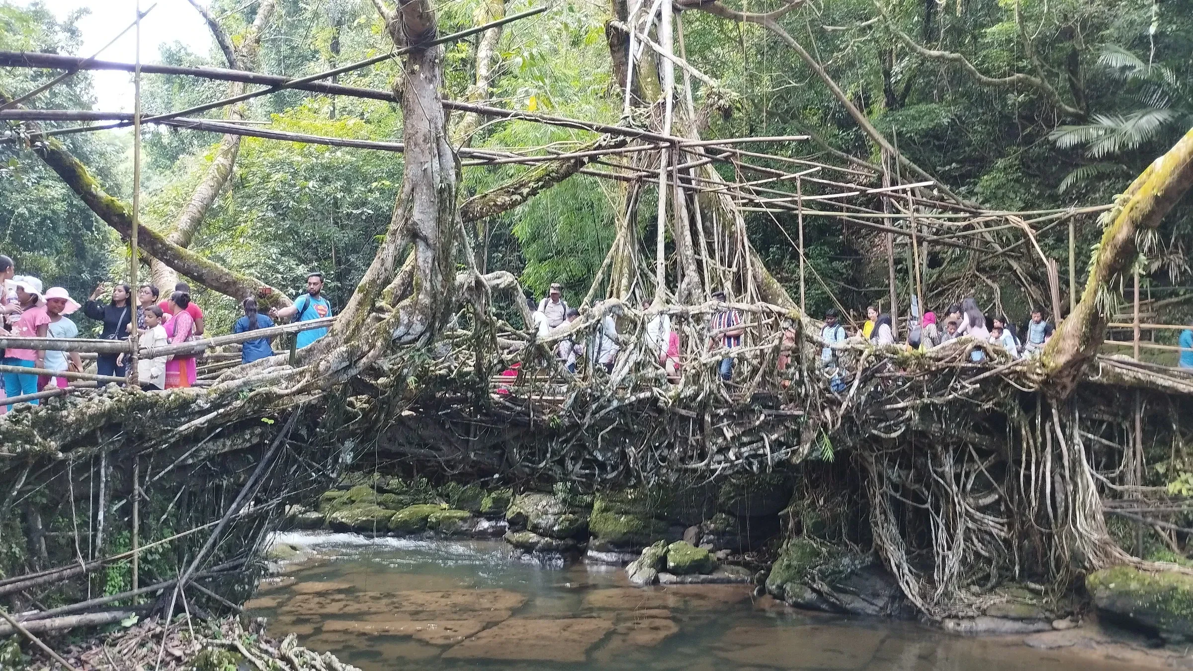 Visitors on the Single Decker Living Root Bridge at Riwai, near Mawlynnong