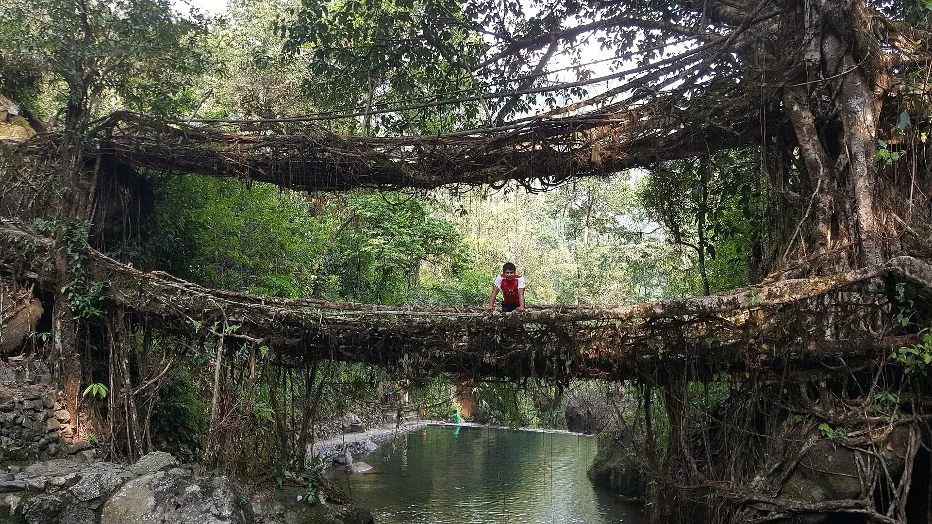 The Double Decker Living Root Bridge over a stream in the Khasi Hills, Meghalaya