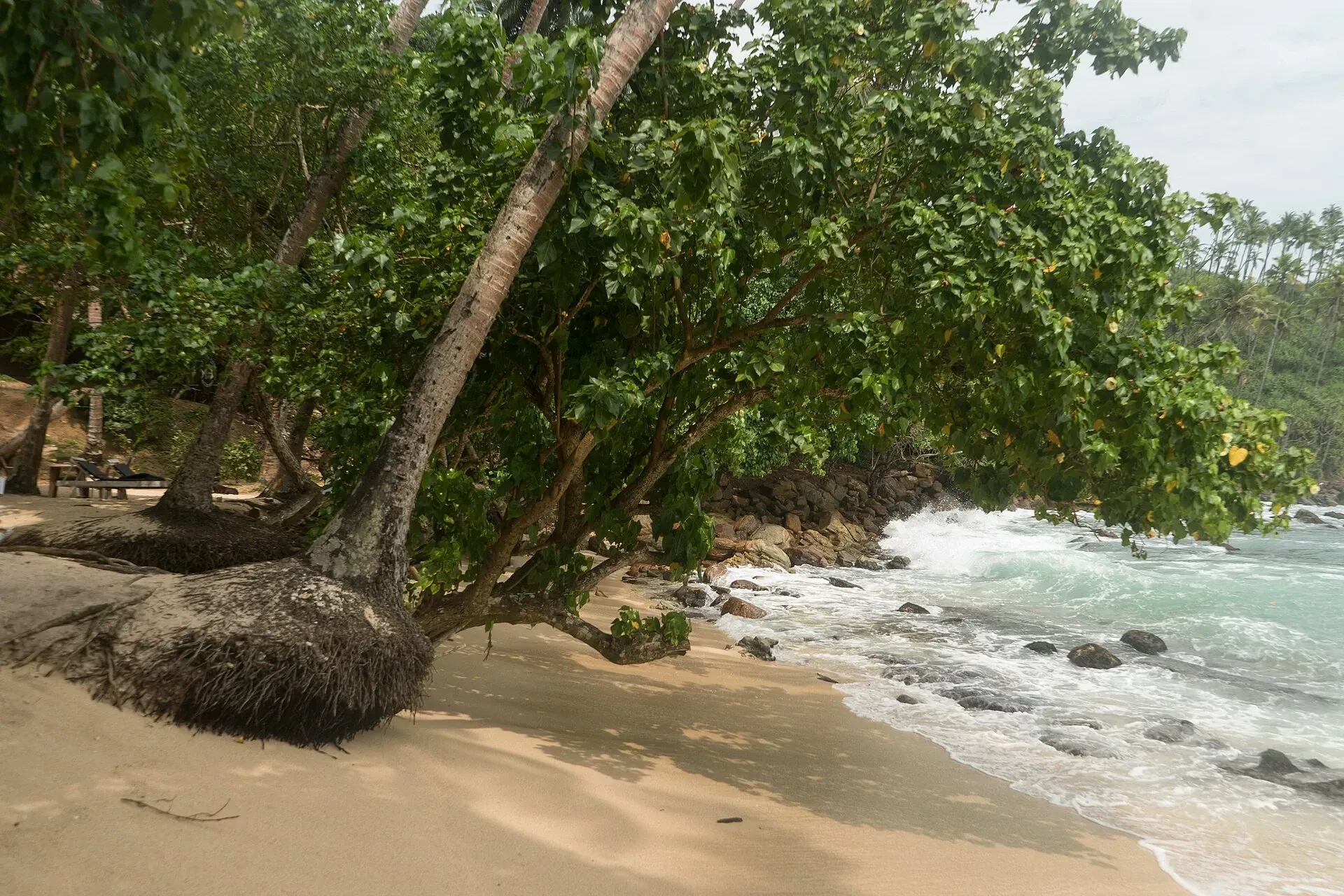 Secret Beach in Mirissa, with a leaning tree over pale sand and waves rolling over rocks