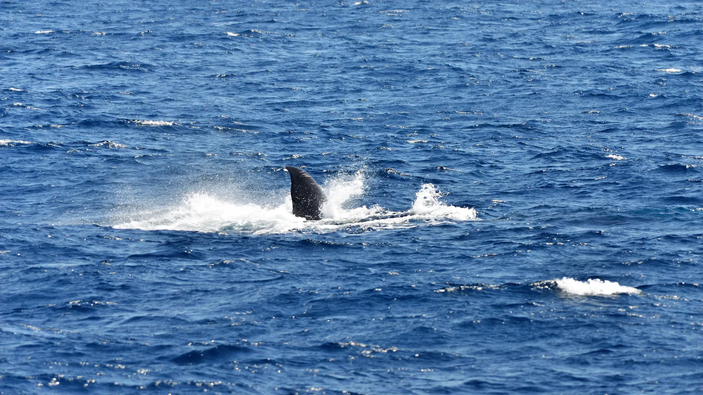 A whale surfacing in a burst of spray off Mirissa