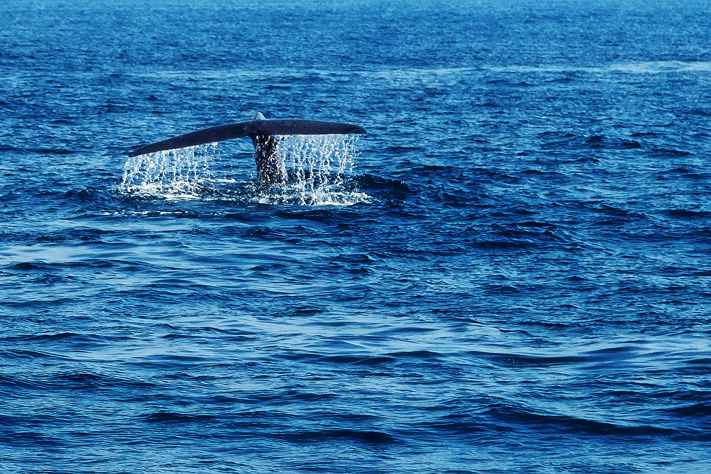 A whale's tail lifting out of the sea with water running off the fluke