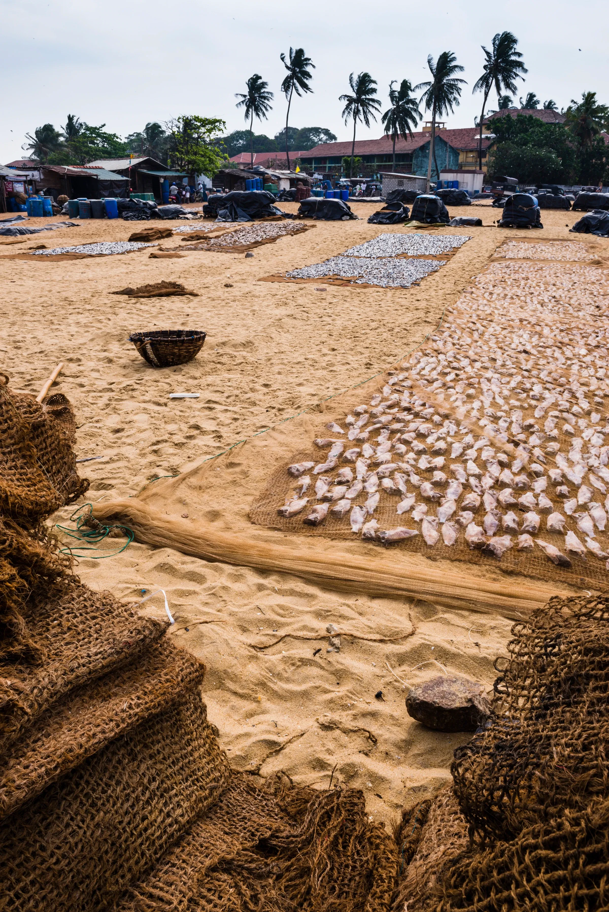 Fish laid out to dry on the sand at Lellama fish market, Negombo