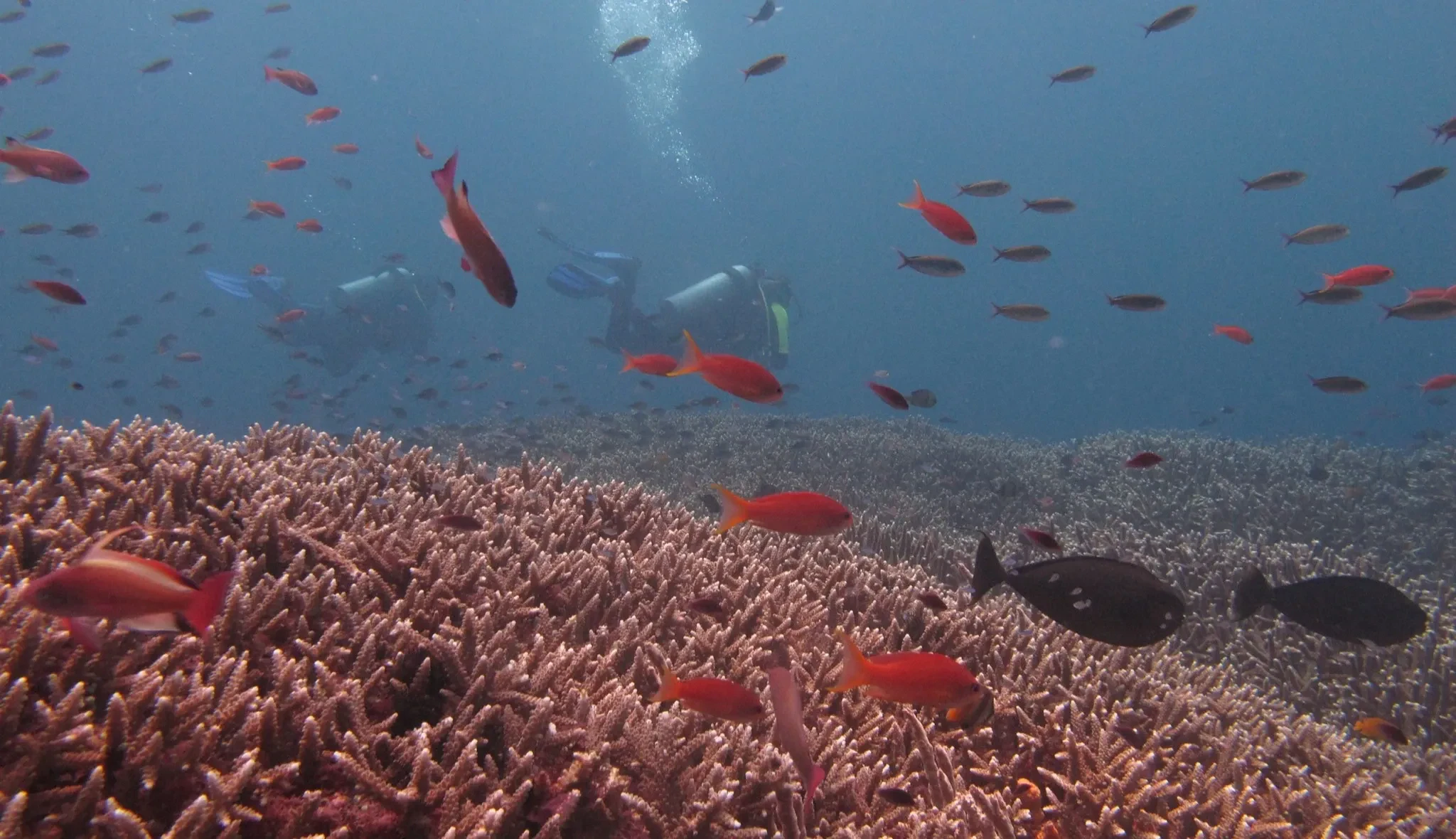 Orange anthias and other reef fish over branching coral at a Nusa Penida dive site, with two divers in the distance