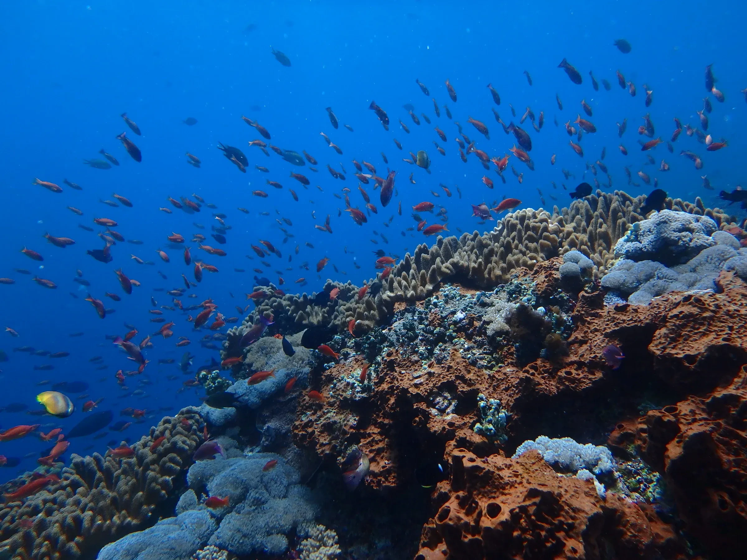 A coral reef with schools of small fish in the waters between Nusa Lembongan and Nusa Penida
