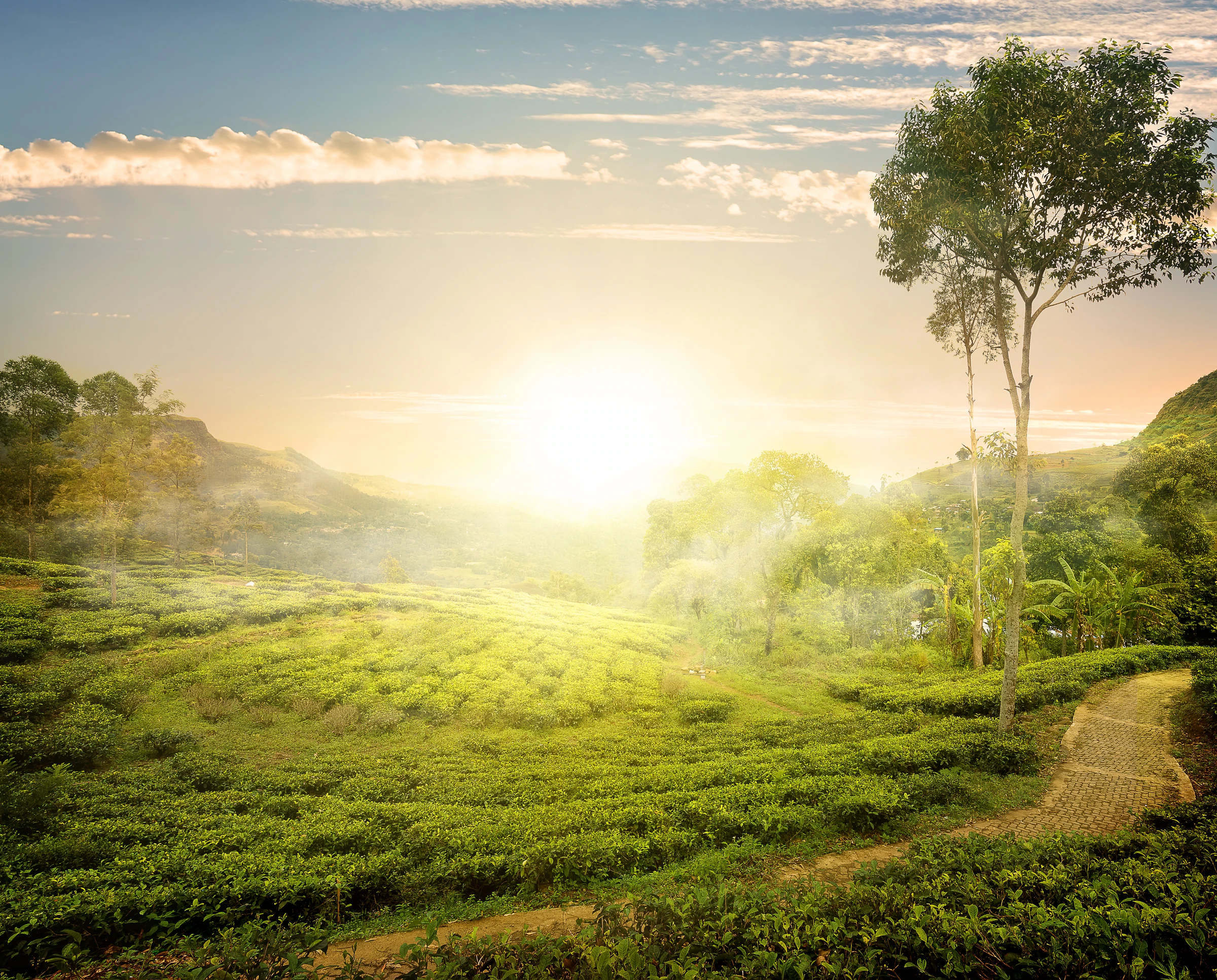 Neat rows of tea bushes on a hillside near Nuwara Eliya, with mist settling over the valley