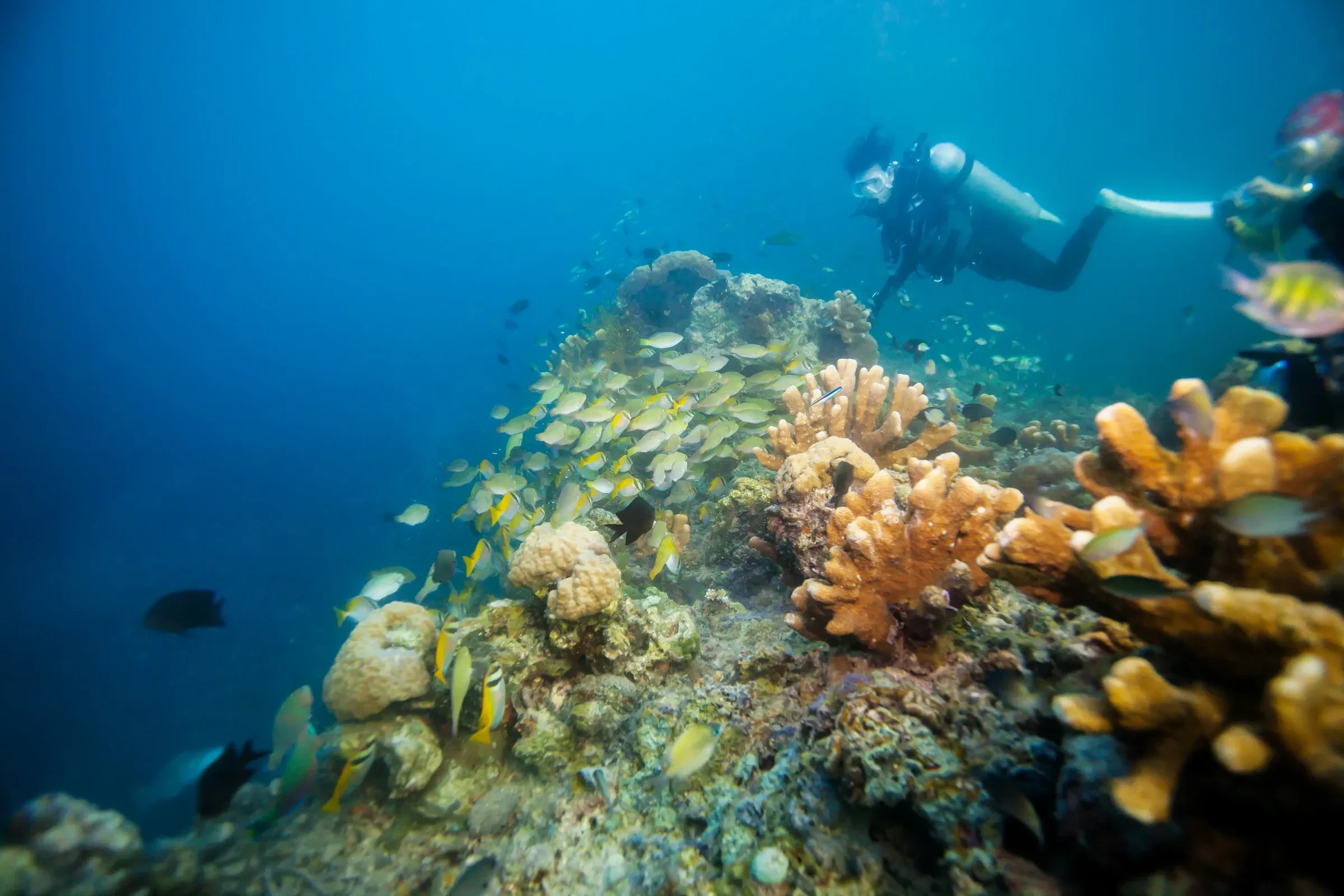 A scuba diver above a coral reef with a shoal of yellow fish