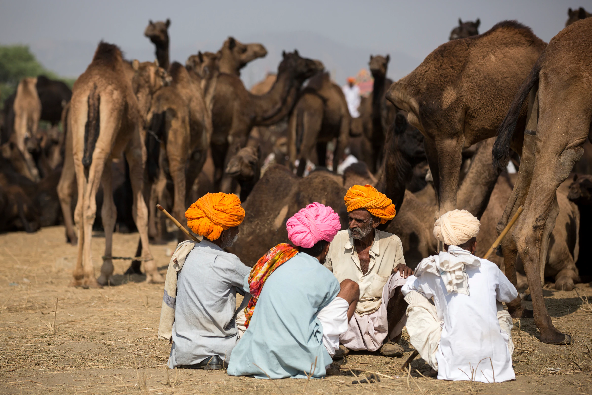Herders in turbans talking among their camels at the Pushkar fairground