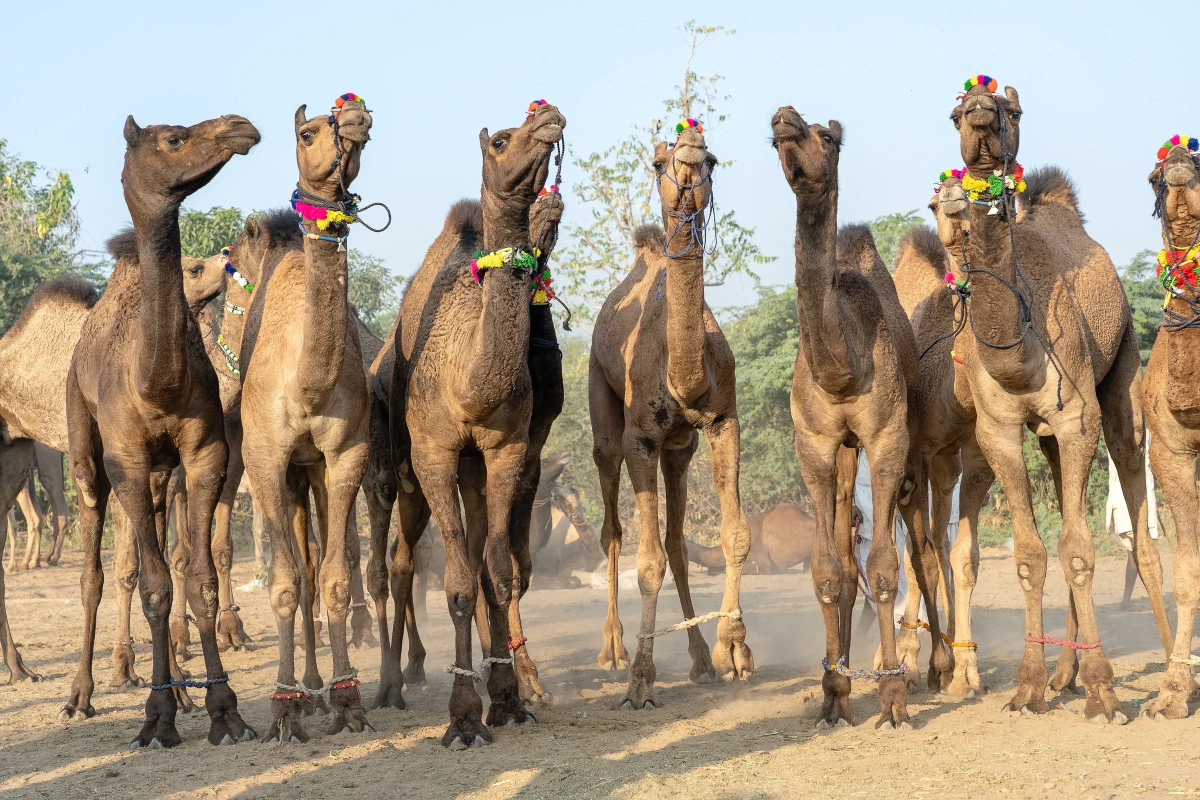 A large herd of decorated camels gathered on the desert fairground during the Pushkar Camel Fair