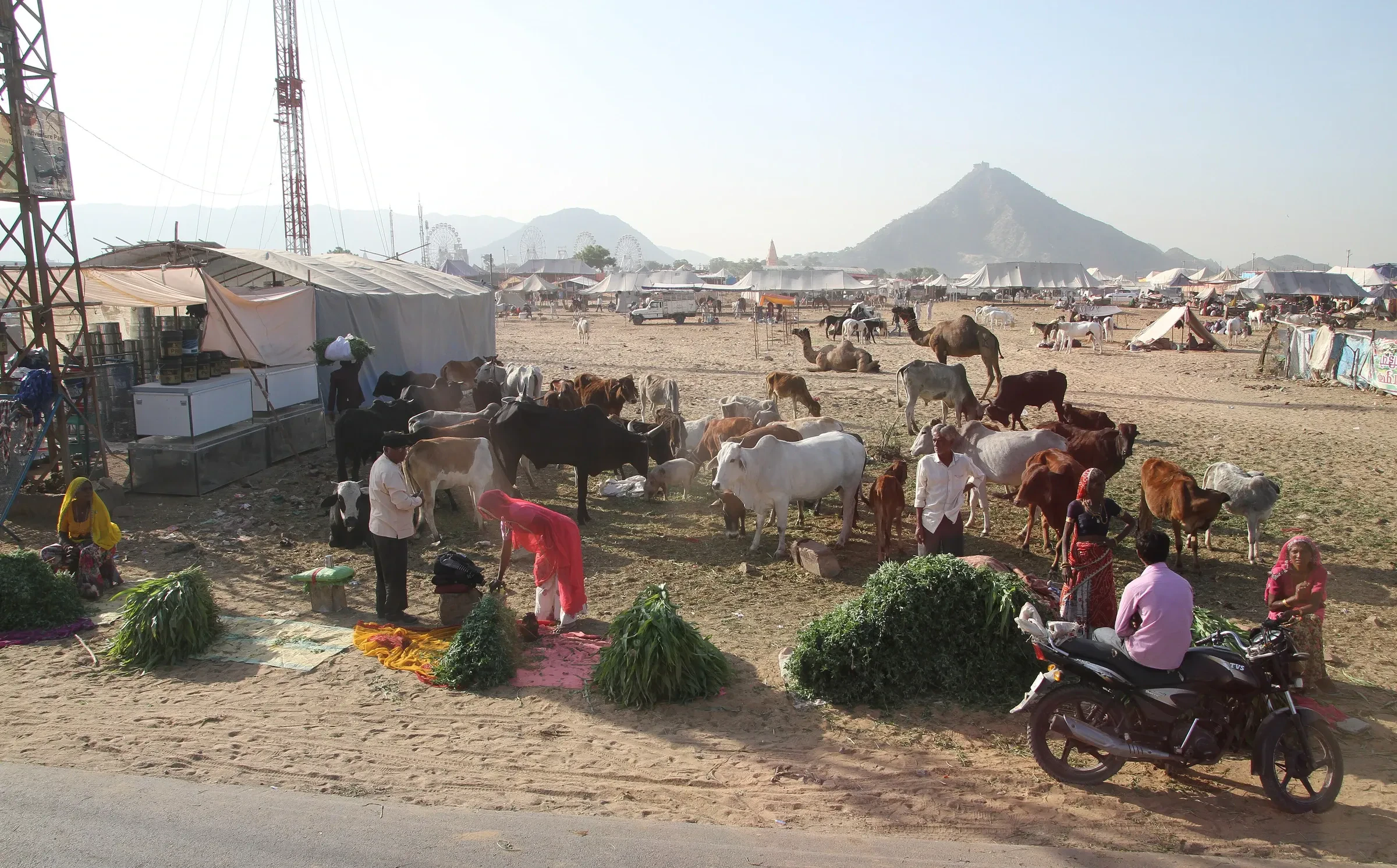 Camels, cattle and herders' camps on the Pushkar fairground with a hill behind