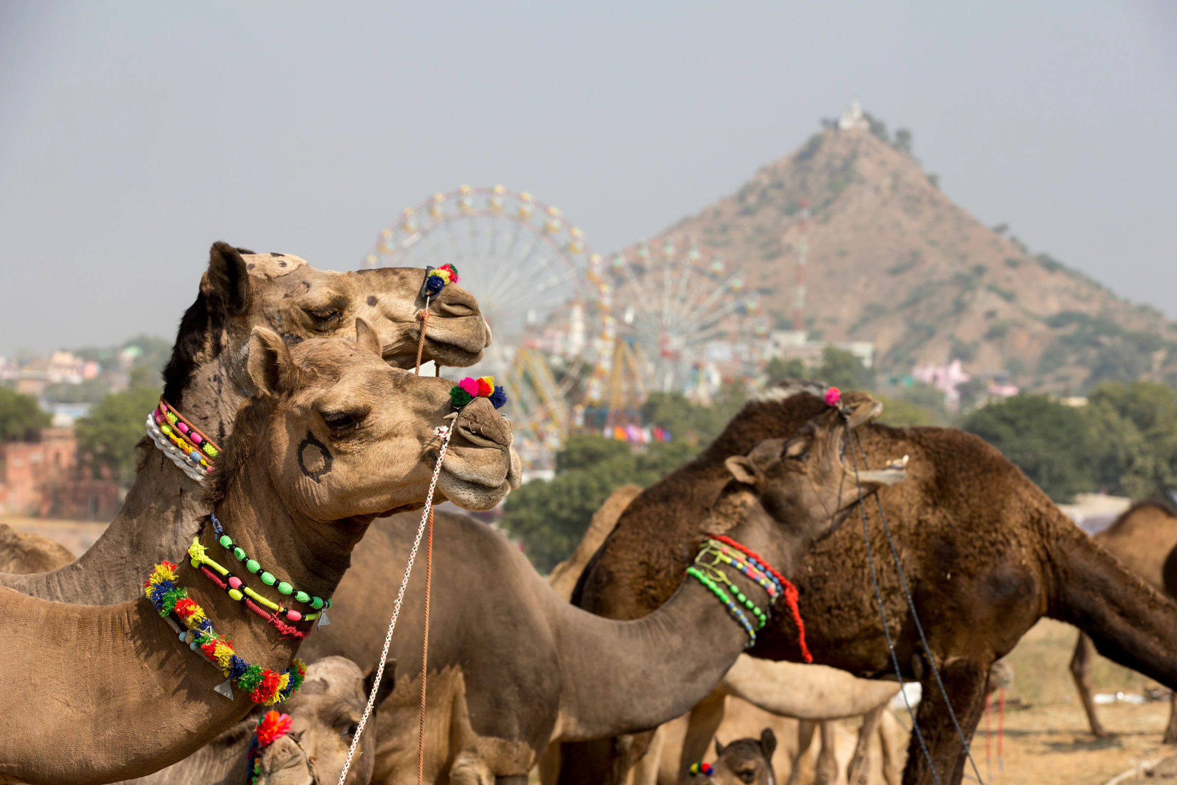 Camels wearing multicoloured bead necklaces at the Pushkar Camel Fair