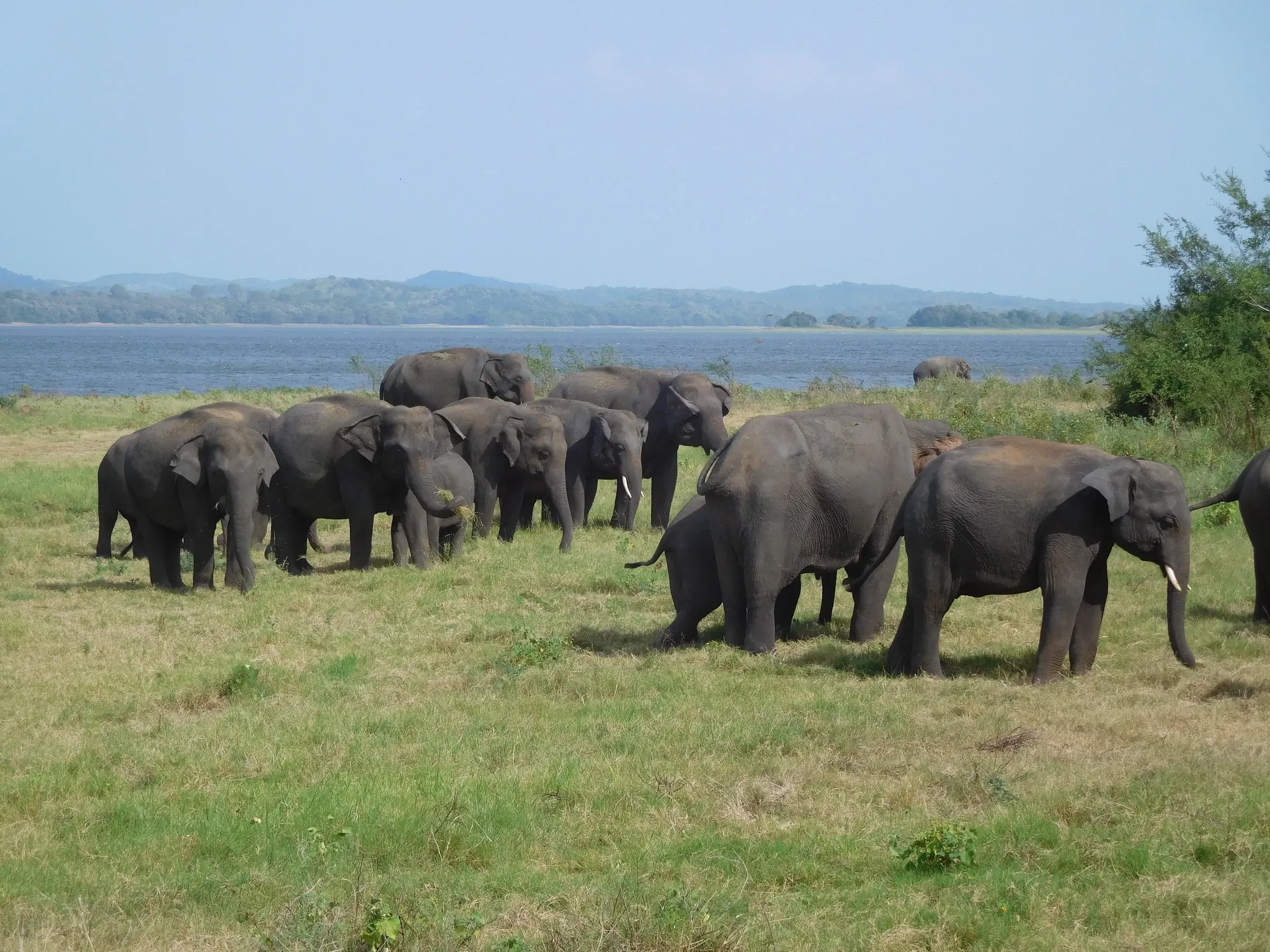 A herd of Asian elephants grazing beside the lake at Minneriya National Park, Sri Lanka