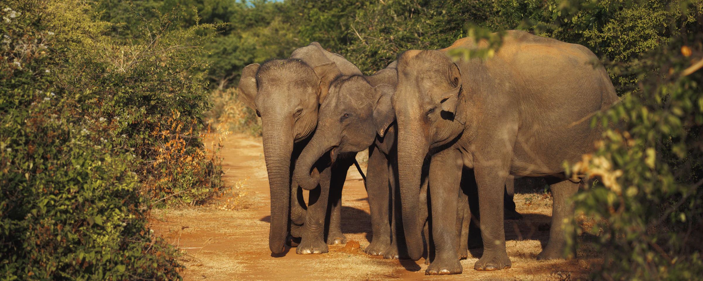 A family of elephants on a jeep safari at Udawalawe National Park