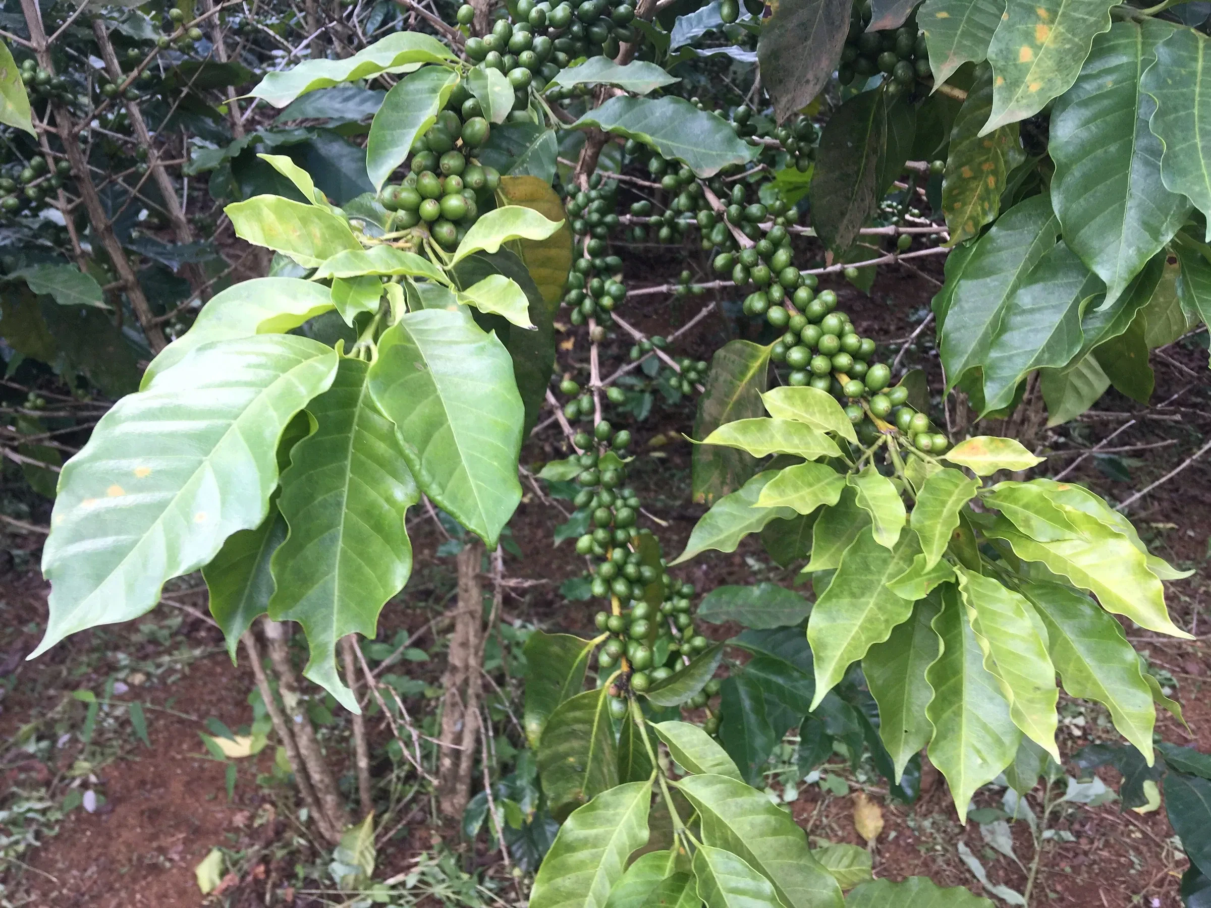 Green coffee cherries ripening on a branch at a Bolaven Plateau plantation