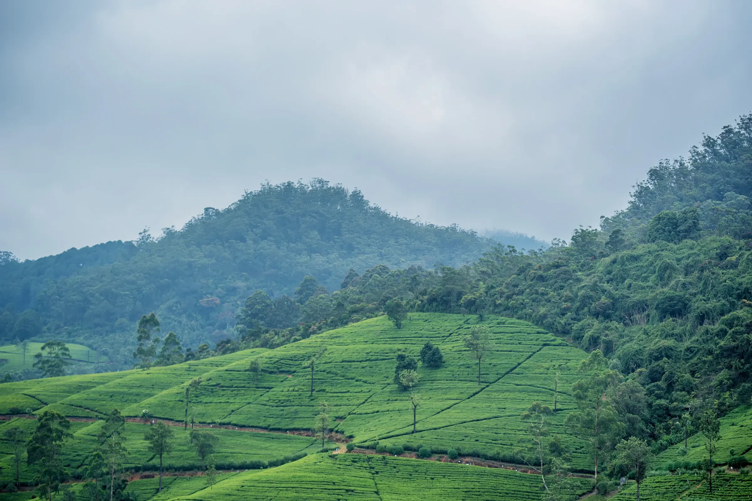 Tea bushes covering green hillsides in Sri Lanka's hill country