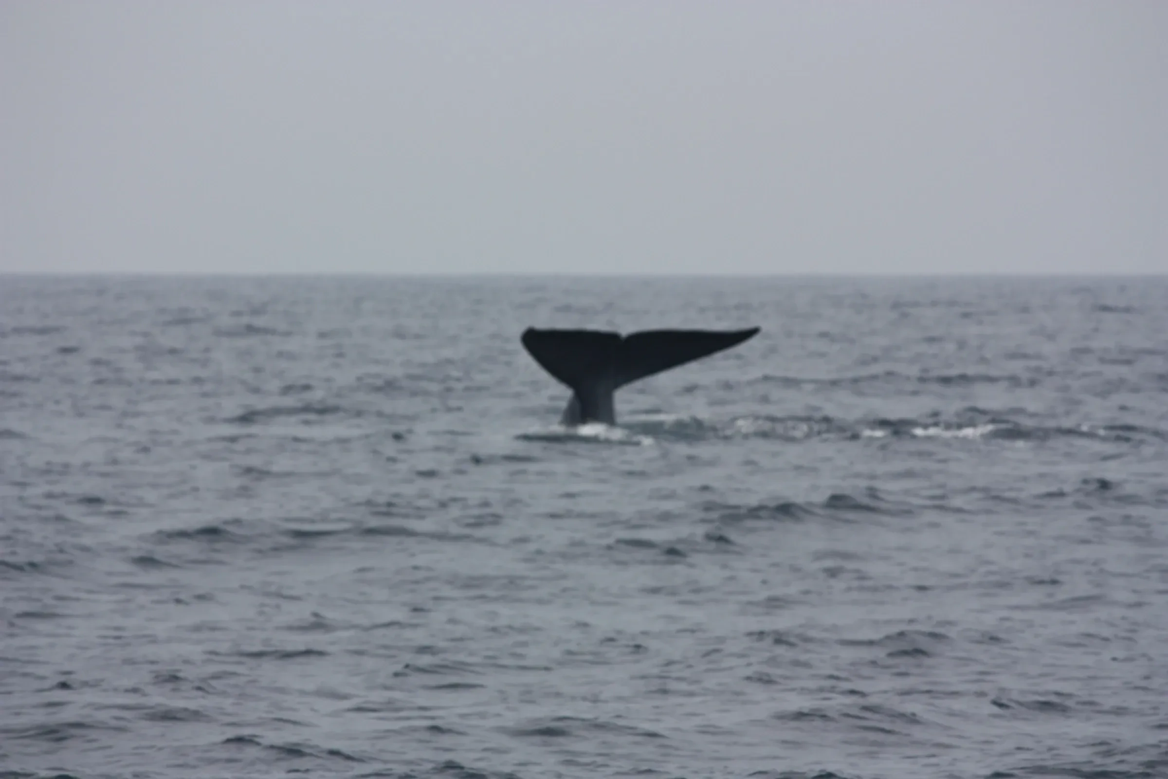 A blue whale's tail above the sea off Mirissa on Sri Lanka's south coast