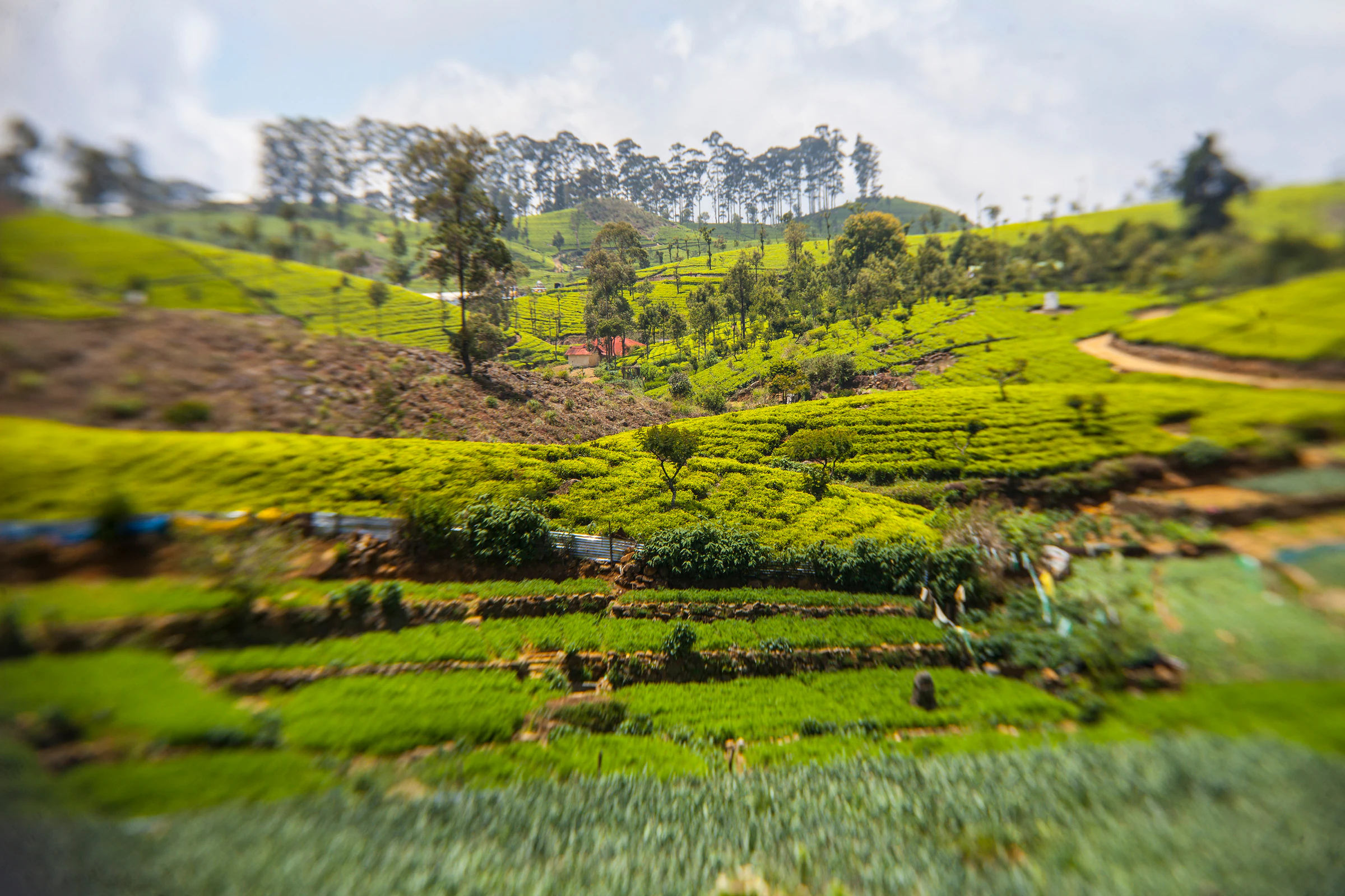 Tea plantation terraces on green hills in Sri Lanka's hill country