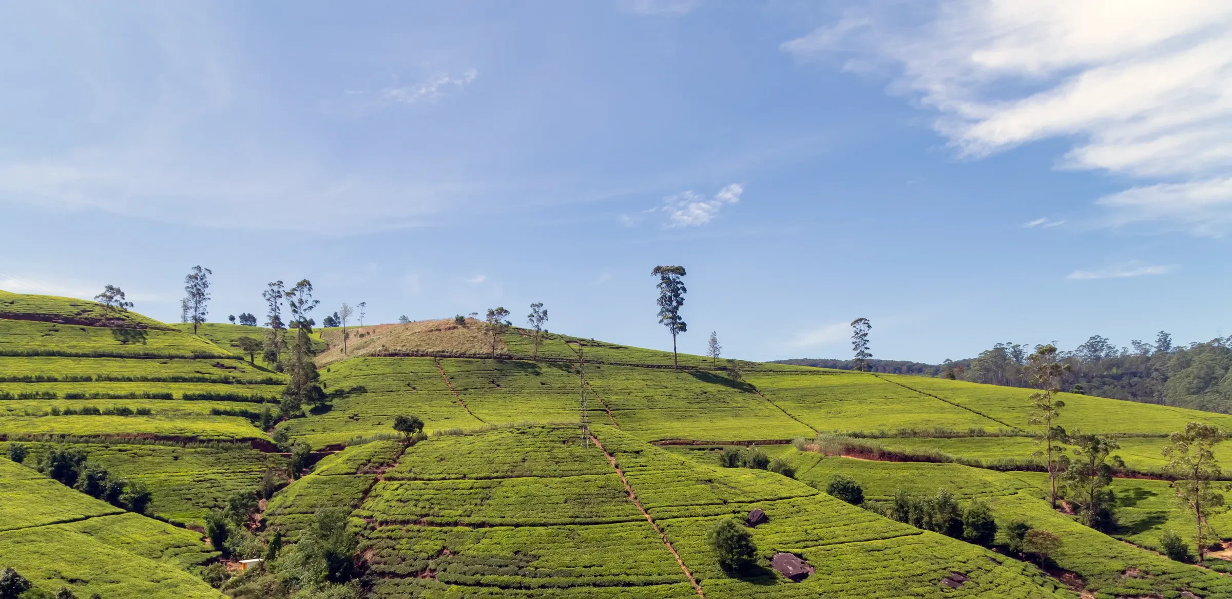 Terraced tea fields on rolling hills near Nuwara Eliya, Sri Lanka