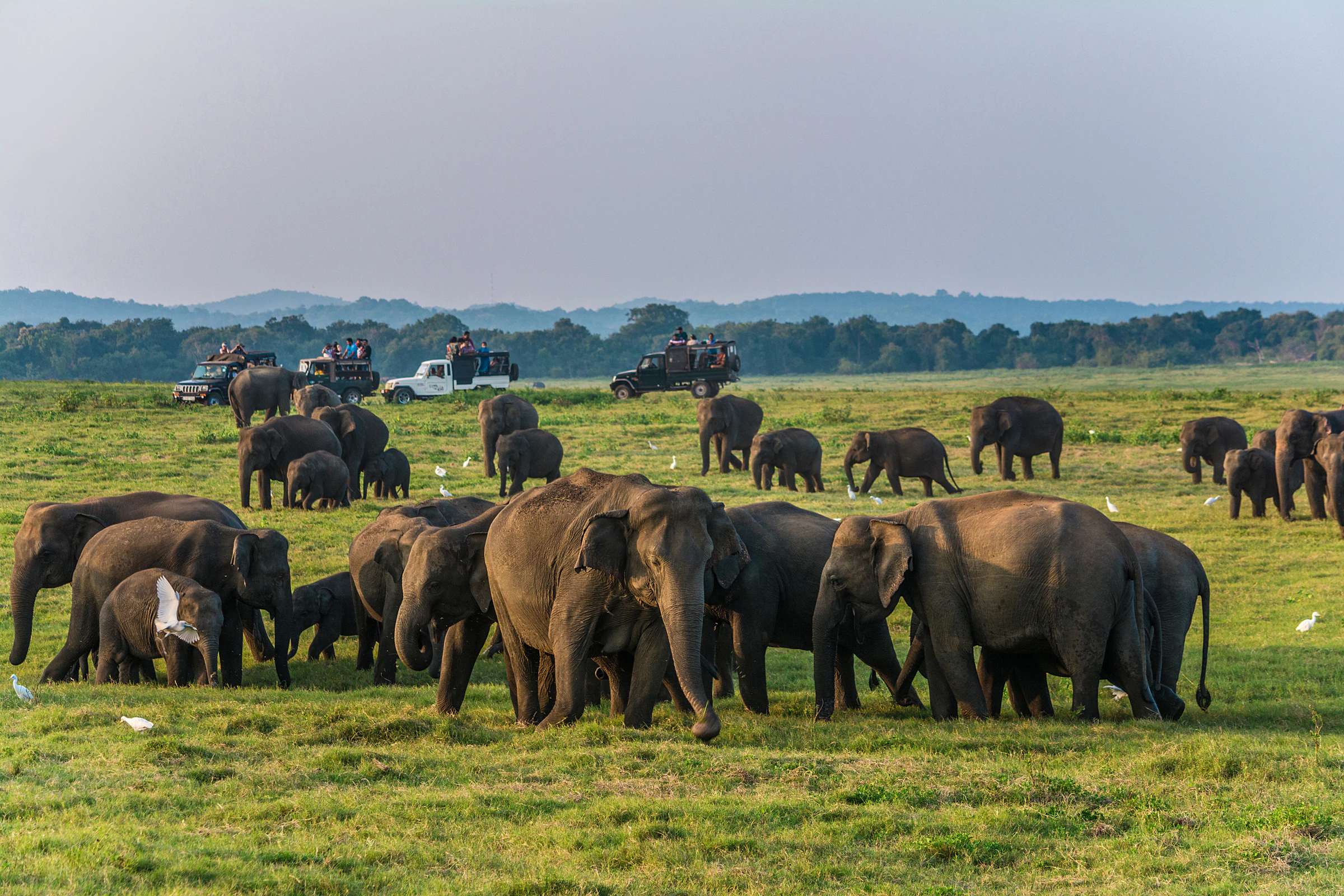 A herd of wild elephants grazing on open grassland in Kaudulla National Park, with safari jeeps in the distance