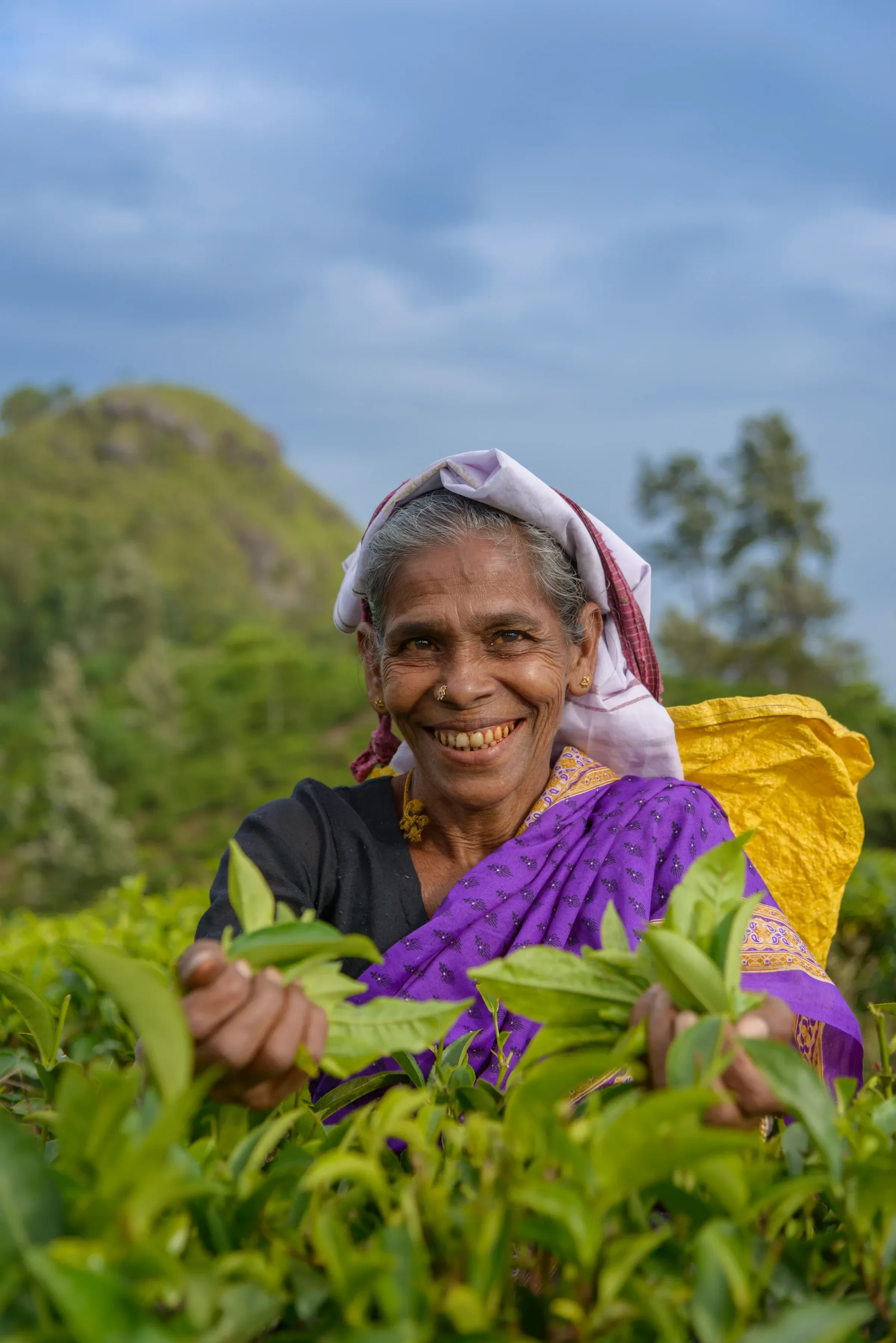 A tea picker plucking leaves on a hillside plantation in Sri Lanka