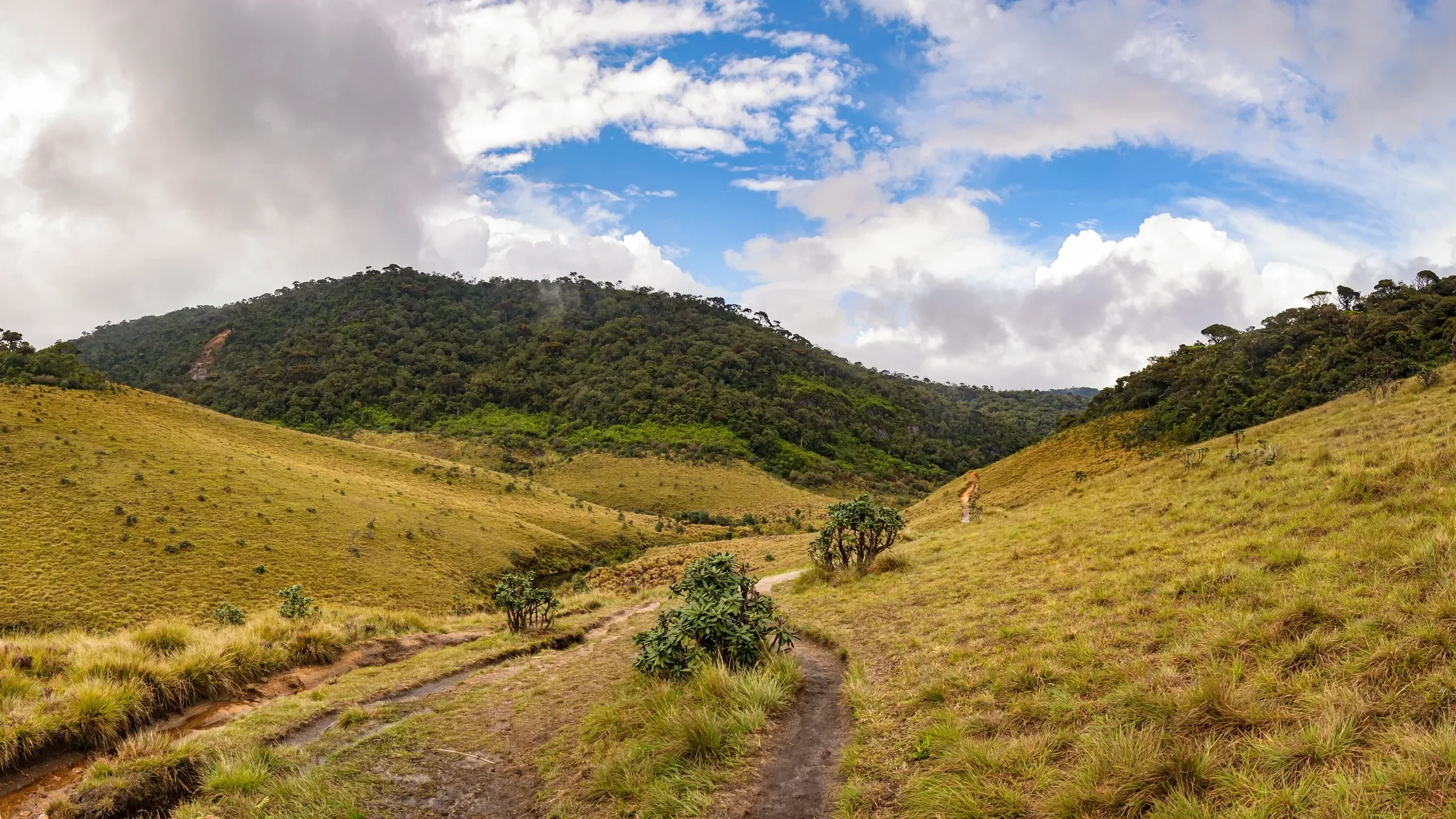 Grassland and cloud forest on Horton Plains in Sri Lanka's hill country