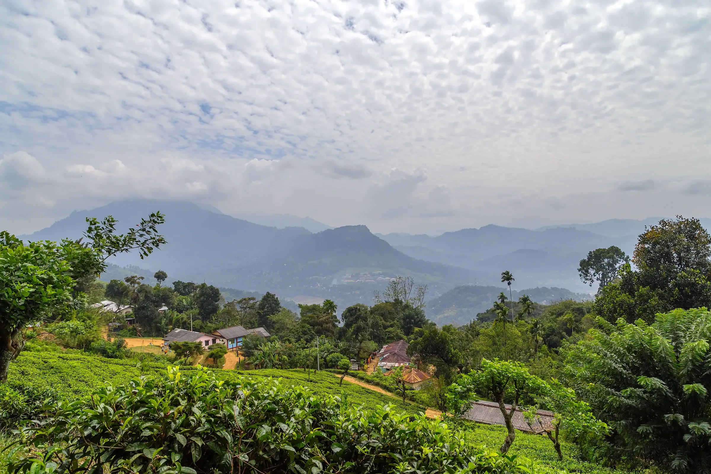 Green tea hills and a village under misty mountains in Sri Lanka's hill country