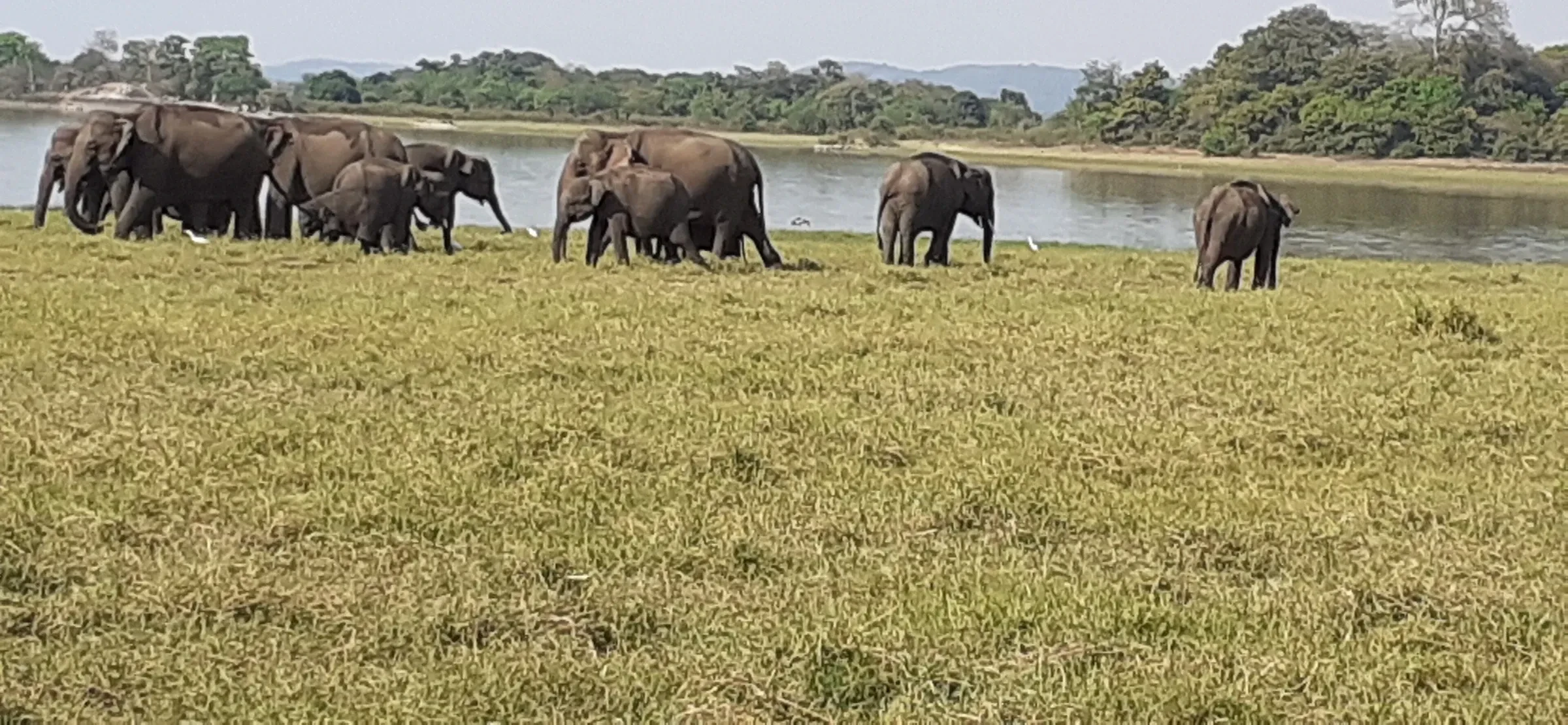 A herd of wild elephants grazing beside the Minneriya tank in Sri Lanka's Cultural Triangle