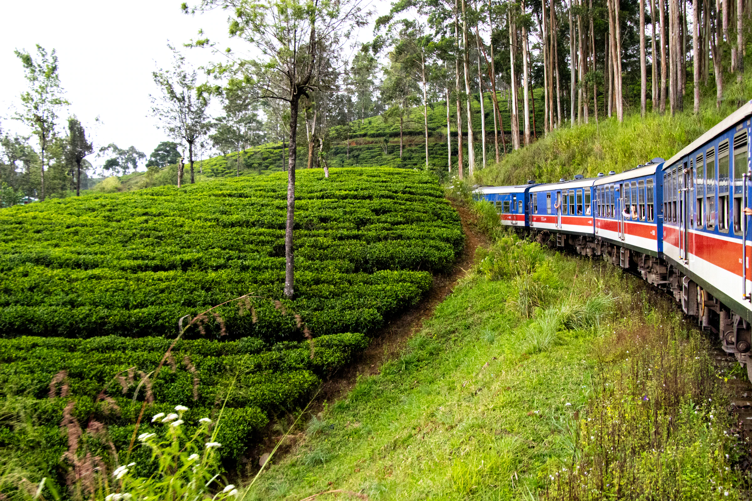 A blue train running past tea estates in Sri Lanka's hill country