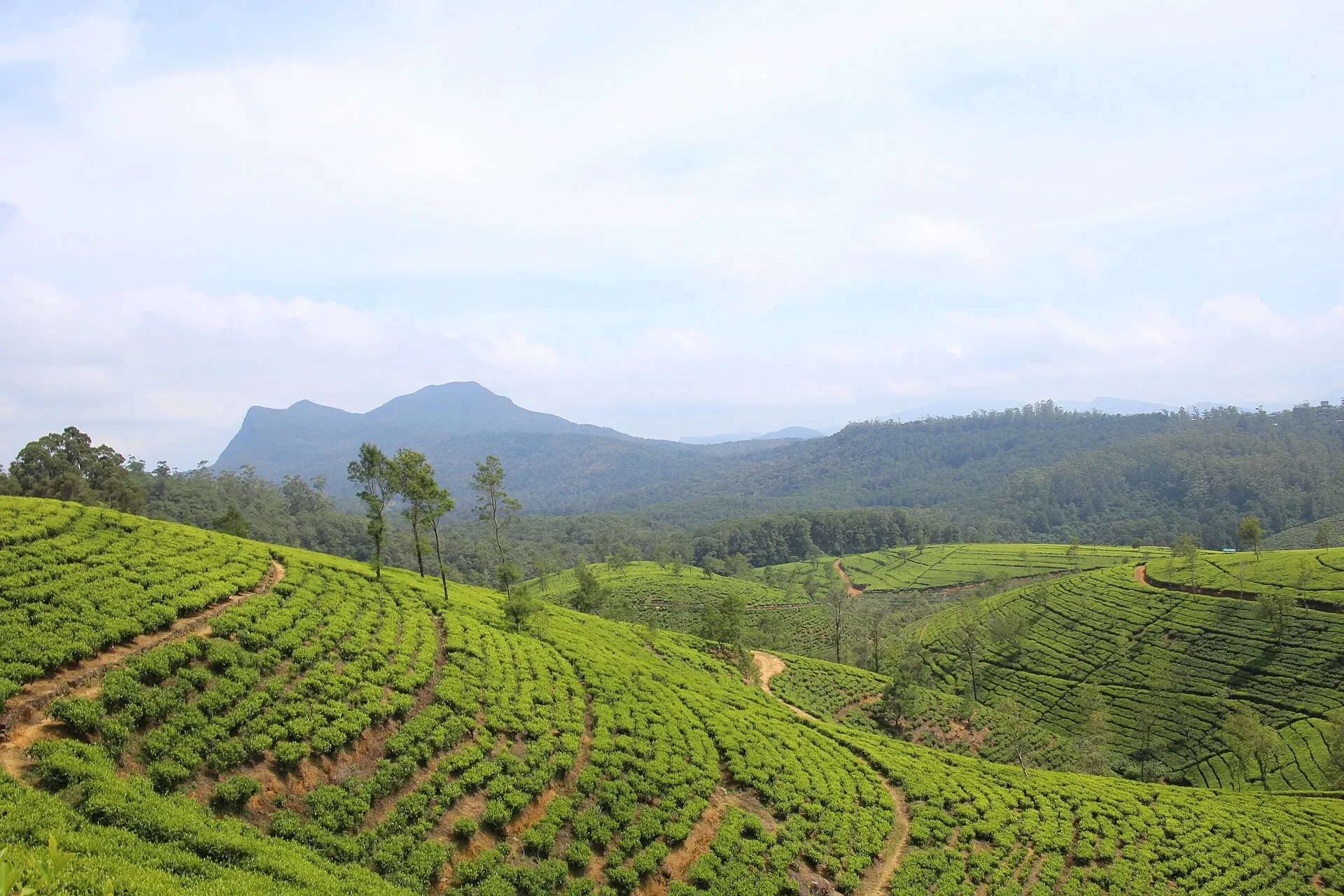 Terraced tea plantation in the highlands near Nuwara Eliya