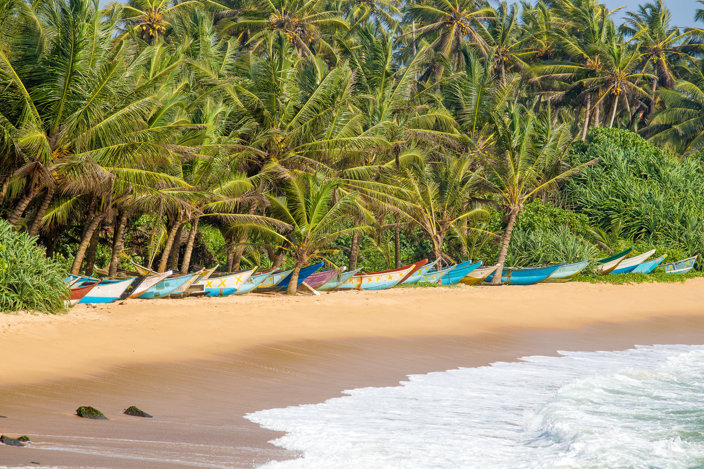 Mirissa beach lined with palm trees on Sri Lanka's south coast