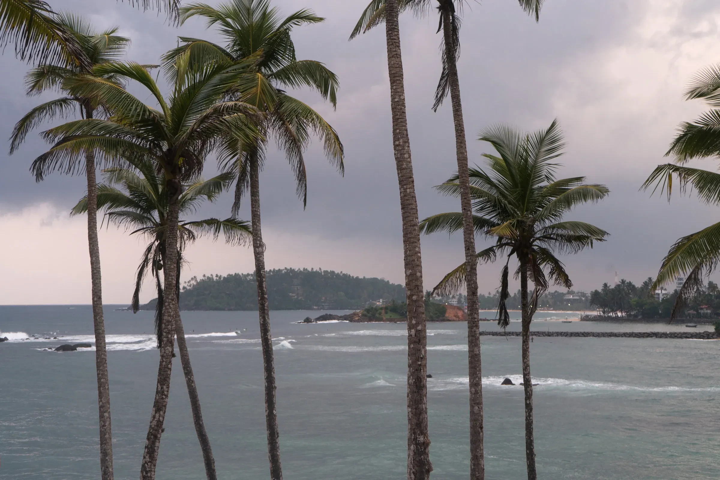 Coconut palms on Coconut Tree Hill with the sea and Mirissa's headland beyond