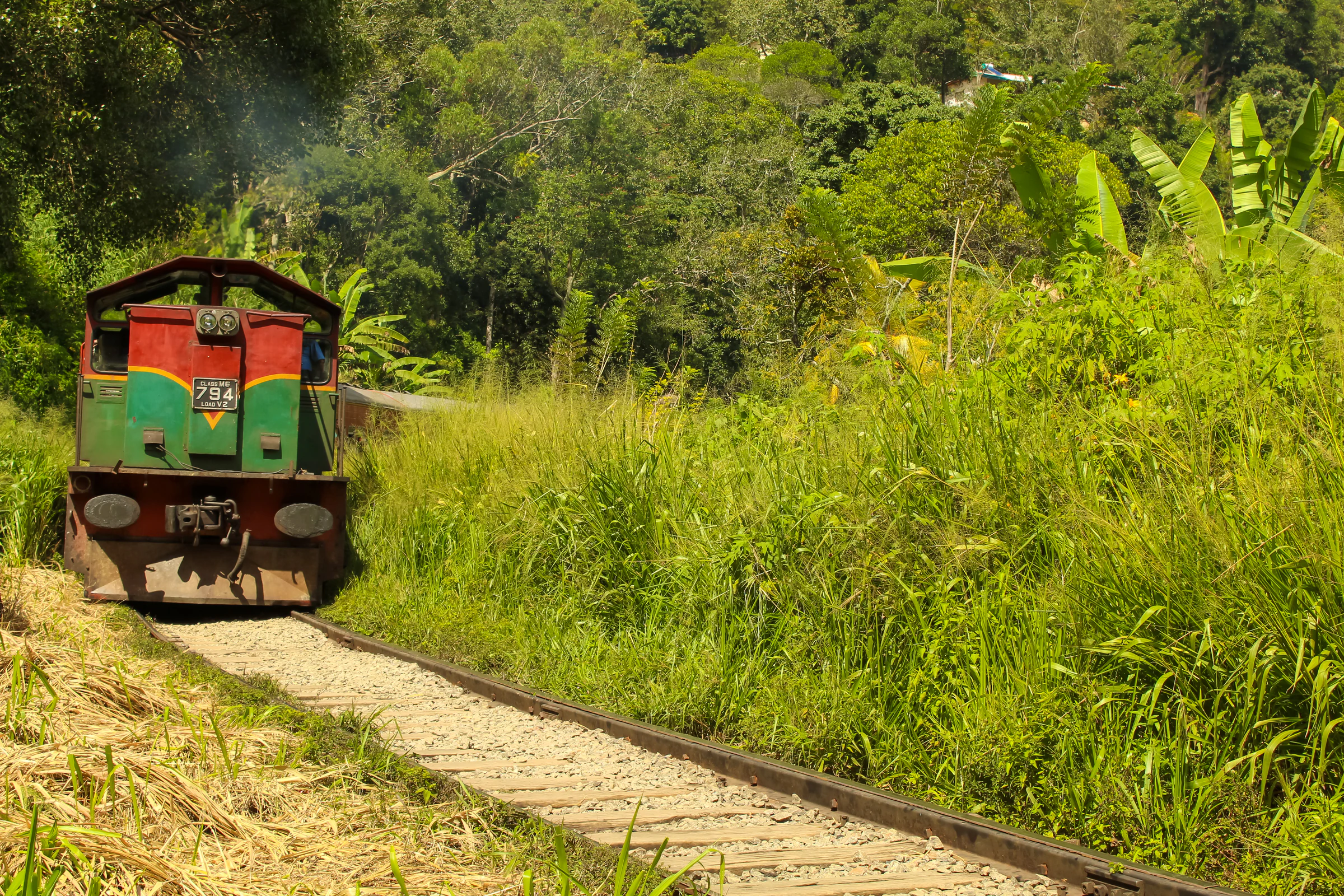 A train coming down the line through green jungle in Sri Lanka's hill country